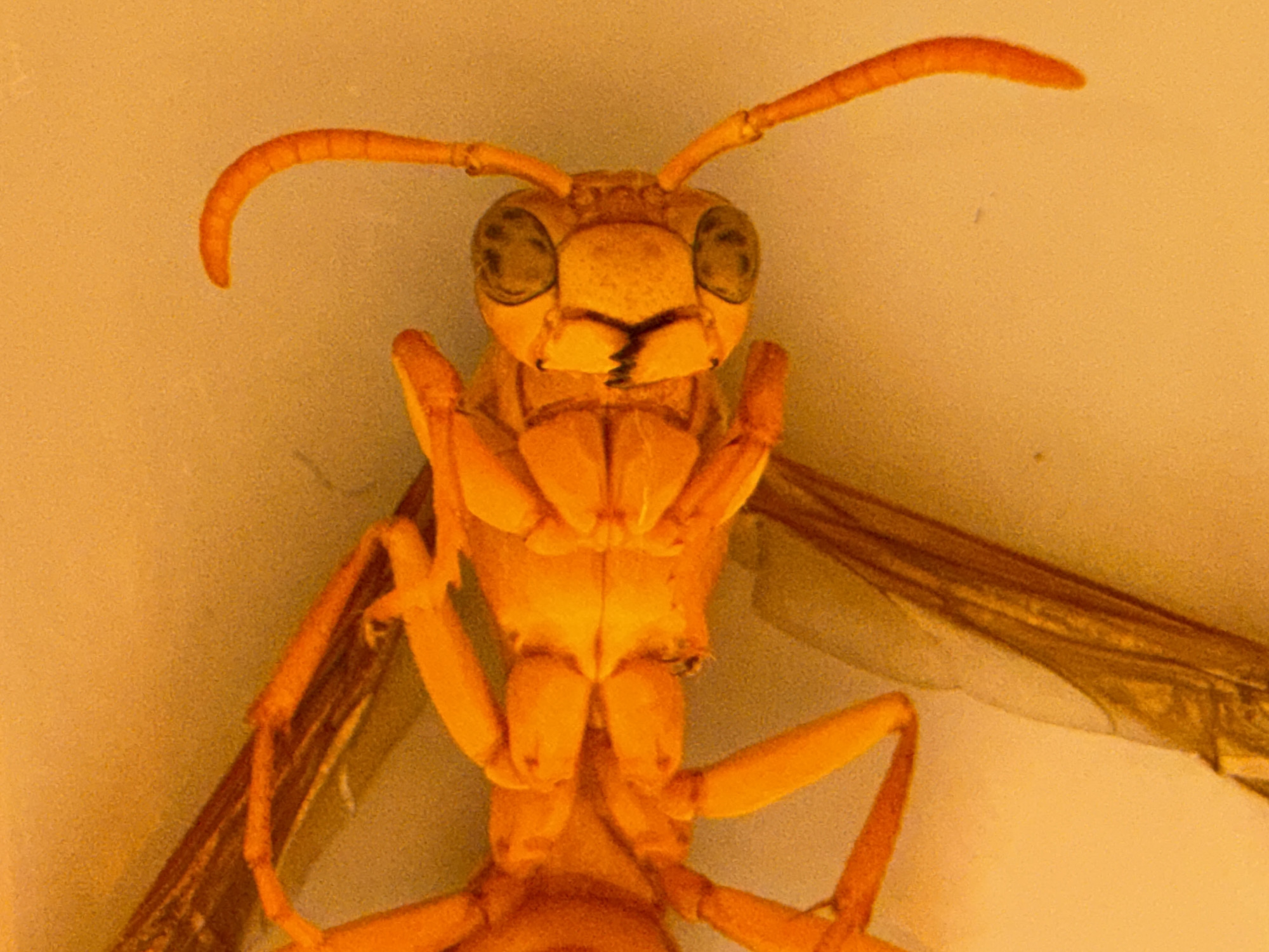 The image is a close-up, top-down view of an orange insect. The insect is positioned diagonally across the frame, with its head towards the right. It has a segmented body, six legs, and two antennae. The insect appears to be a wasp, possibly a paper wasp given its segmented abdomen and overall body shape. The background is a solid, light orange color, with some texture visible. There are no discernible landmarks or environmental features that would indicate a specific location in Chirchik, Uzbekistan. The image is solely focused on the insect.