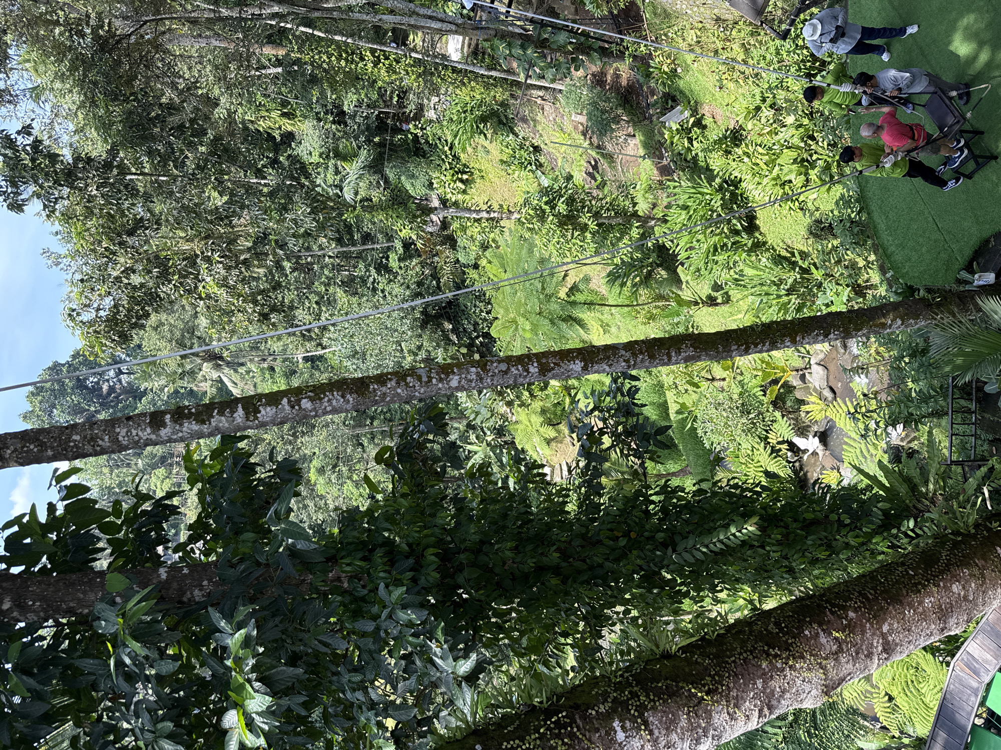 The image depicts a zipline adventure in a lush, green environment, likely near or in Tegallalang, Indonesia. The view is taken from a high vantage point, looking down towards the valley.
The immediate foreground is dominated by the trunks and branches of mature trees, their bark covered with moss and epiphytes. Two parallel zipline cables stretch across the frame, angling downwards from the top left.
In the upper right corner, a group of five people are seated on a platform preparing for or disembarking from the zipline. They are wearing casual clothes, with at least one person in a red shirt and another in a white hat. The platform is located on a grassy area.
Below the zipline cables, a dense forest canopy fills the landscape. A small stream with rocky banks meanders through the trees. Ferns, palms and other tropical vegetation create a vibrant, verdant scene. The sunlight dapples the forest floor.
The composition suggests a tourist attraction, with the zipline providing an adrenaline-filled way to experience the Indonesian jungle landscape.