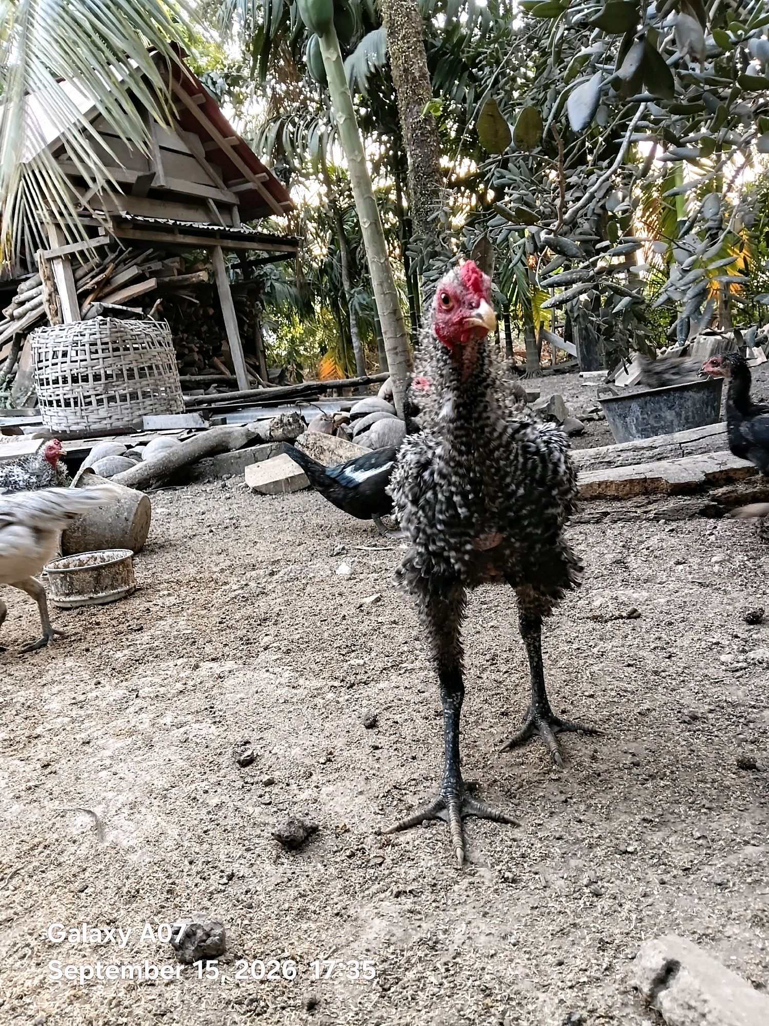 In Margo Rukun, Indonesia, on September 15, 2020, at 17:35, a close-up shot captures a young rooster with ruffled, black and white feathers standing on a dirt ground. The rooster's red comb and wattles are prominent. In the background, a rustic wooden structure, possibly a shed or coop, is visible, piled with firewood. Several other chickens are present in the scene, some blurred by movement. The environment suggests a rural or farm setting with surrounding vegetation.