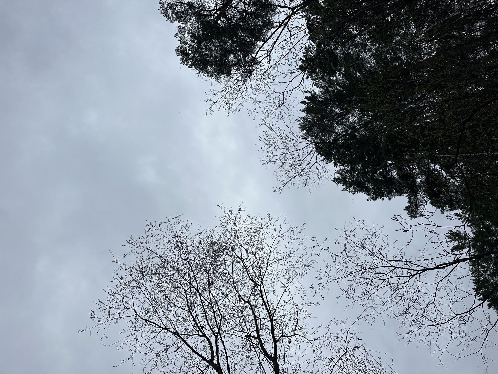 The image is a low-angle shot looking up at the sky, partially obscured by tree branches and foliage. The sky is overcast and uniformly gray. In the top left and top right corners are dense patches of dark green foliage, likely evergreen trees. Below, near the bottom of the frame, are bare tree branches with a few buds, suggesting late winter or early spring. The lighting is flat due to the overcast sky. The image does not contain any people. The location cannot be determined with certainty, but given the prompt, the image might be captured in Sayansk, Russia.
