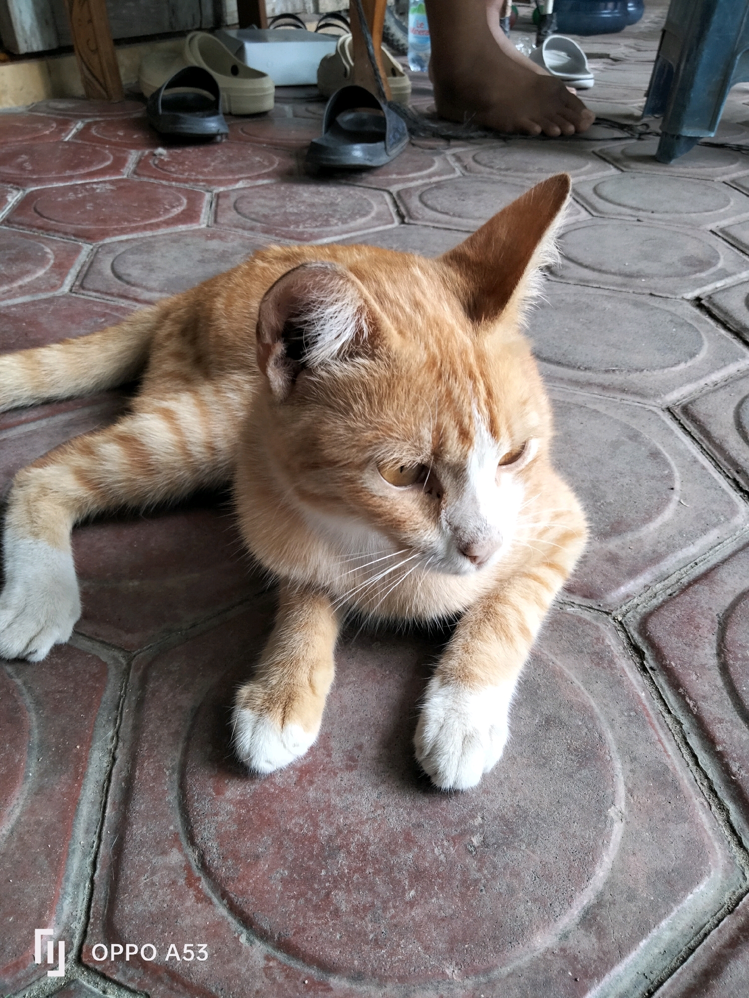 A ginger and white cat is lying on patterned red and gray tiles in front of some shoes and a person's bare foot. The cat is looking to the right with its head tilted up. The tiles are arranged in a hexagonal pattern with circular indentations. In the background, several pairs of shoes are visible, including black sandals and white slip-on shoes. A person's bare foot is also visible, with a white sandal nearby. The scene appears to be outdoors, possibly on a porch or patio. The image also contains a watermark at the bottom left corner that reads "OPPO A53".