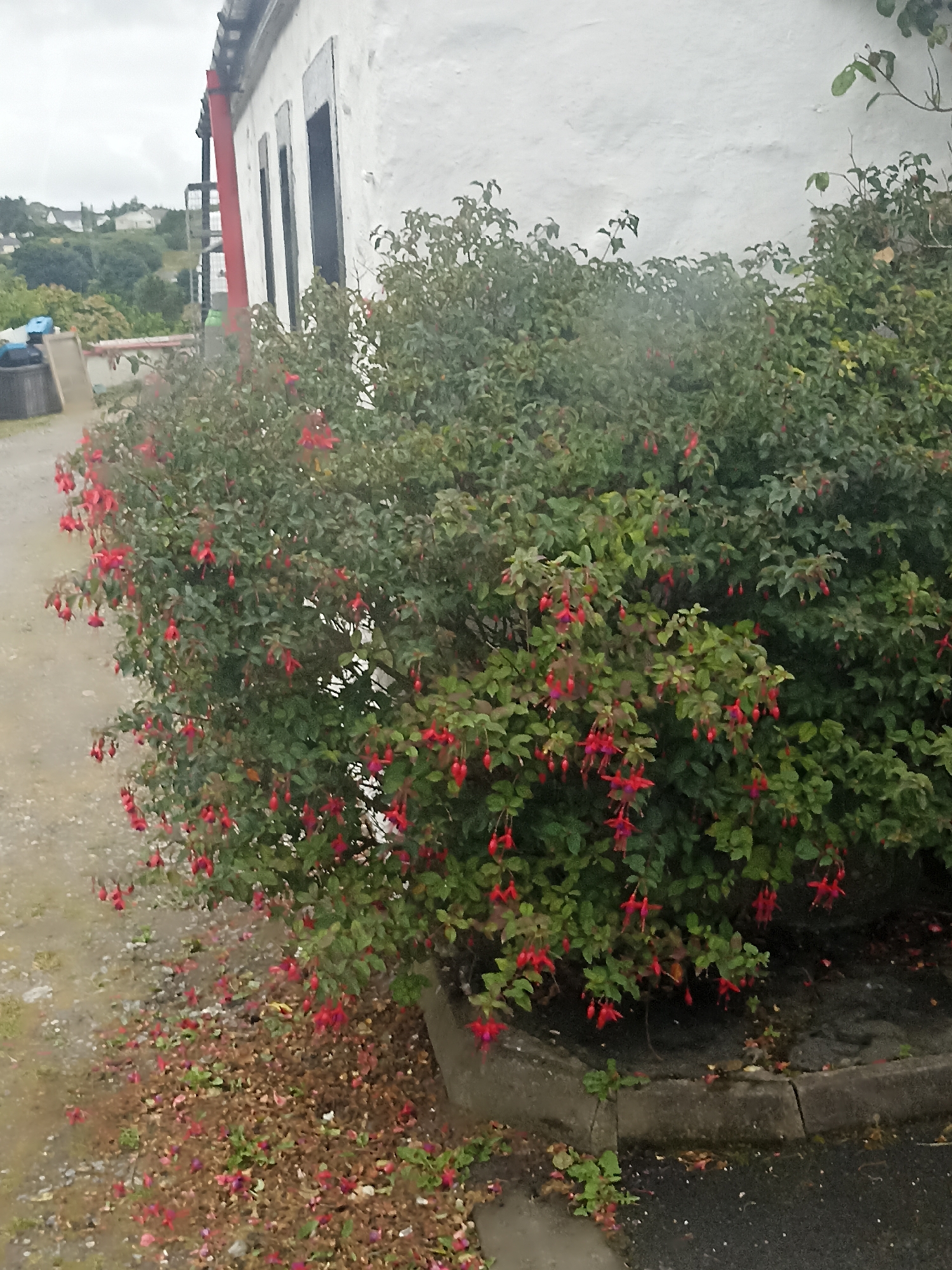 A dense bush with vibrant red and pink flowers, identified as Fuchsias, dominates the foreground of the image. The bush is situated on the right side of the frame, its branches extending outwards and downwards. Beneath the bush, fallen petals create a carpet of color on the ground. To the left of the bush, a gravel pathway is visible, dotted with more fallen petals and some green vegetation. In the background, a white building with dark window frames is partially visible on the right, its rough textured wall suggesting an older structure. A red pipe runs vertically along the side of the building, connected to a black metal railing. Beyond the building, a green, hilly landscape with scattered houses and trees is discernible under a cloudy sky. The scene appears to be outdoors in a semi-urban or rural setting. The overall impression is one of a slightly weathered, naturalistic outdoor environment.