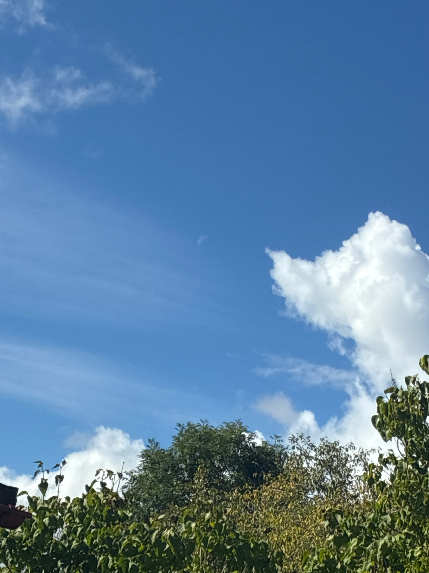 The image captures a view of the sky with a crescent moon visible in the upper portion of the frame, set against a bright blue sky. Scattered clouds, some wispy and others more substantial and white, are present throughout the sky. The lower third of the image is filled with the tops of trees, lush with green leaves, suggesting a natural or semi-natural environment. Part of a building's roof, appearing to be made of red tiles, is visible on the far left, hinting at a residential or urban edge. The overall scene is peaceful and daytime, with a clear sky and lush foliage. The provided information specifies the location as Engure, Latvia, suggesting this is a common vista in the region.