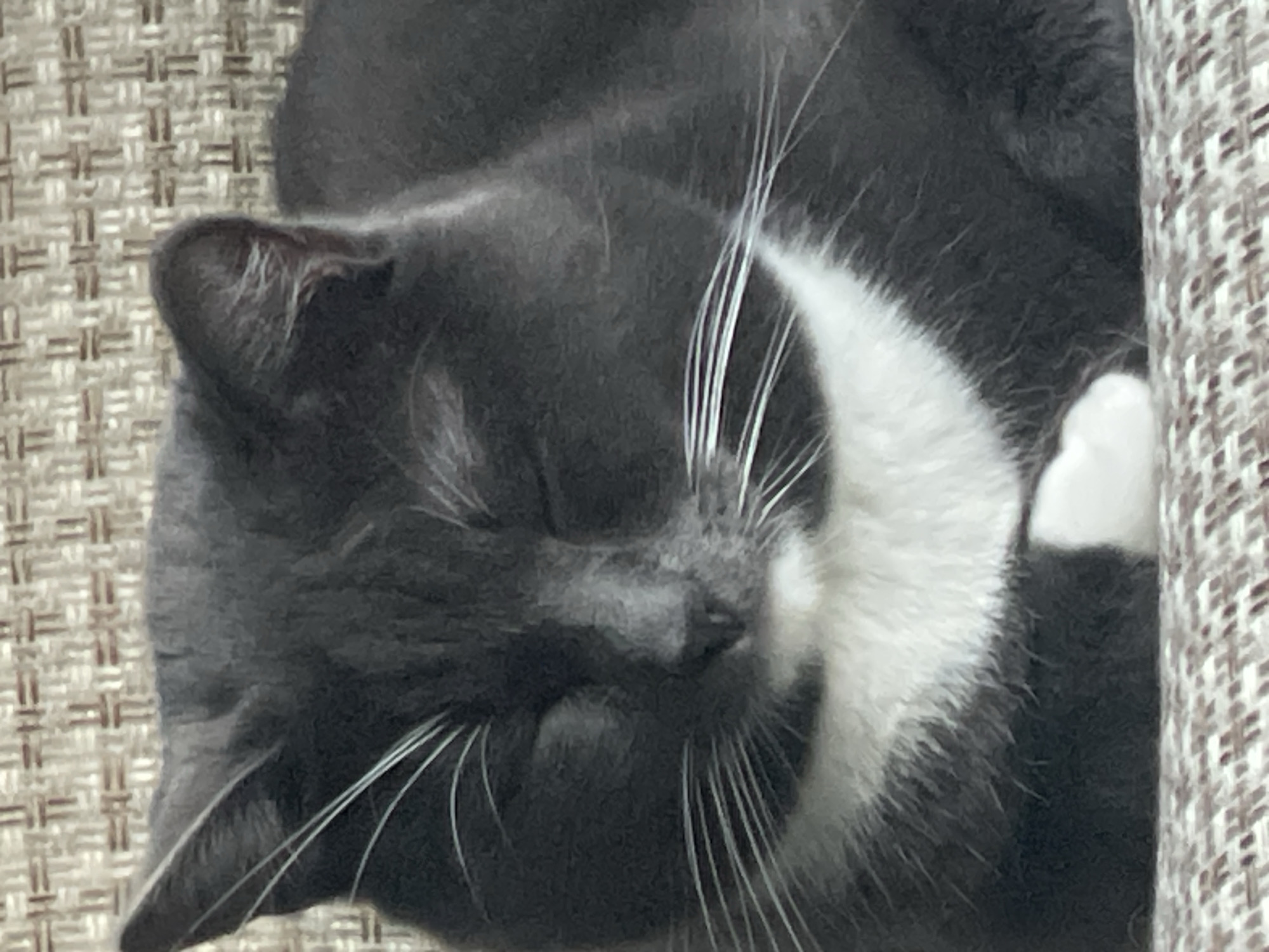 This close-up image shows a domestic cat sleeping soundly. The cat's fur is primarily dark gray, with a distinct white patch covering its chest, muzzle, and extending up its face. Its eyes are closed, indicating it is asleep, and its posture appears relaxed and curled up. Prominent, long white whiskers sprout from both sides of its muzzle. One white paw is visible on the right side of the frame, tucked close to its body. The background consists of a textured, woven fabric, likely upholstery or a blanket, in shades of beige and light brown, suggesting an indoor setting. On the far right, a vertical section of a similar, possibly patterned, fabric can be seen, perhaps an armrest or another cushion. The overall impression is one of peaceful rest. There is no visible text in the image. The location context for this image is Сырково, Russia.