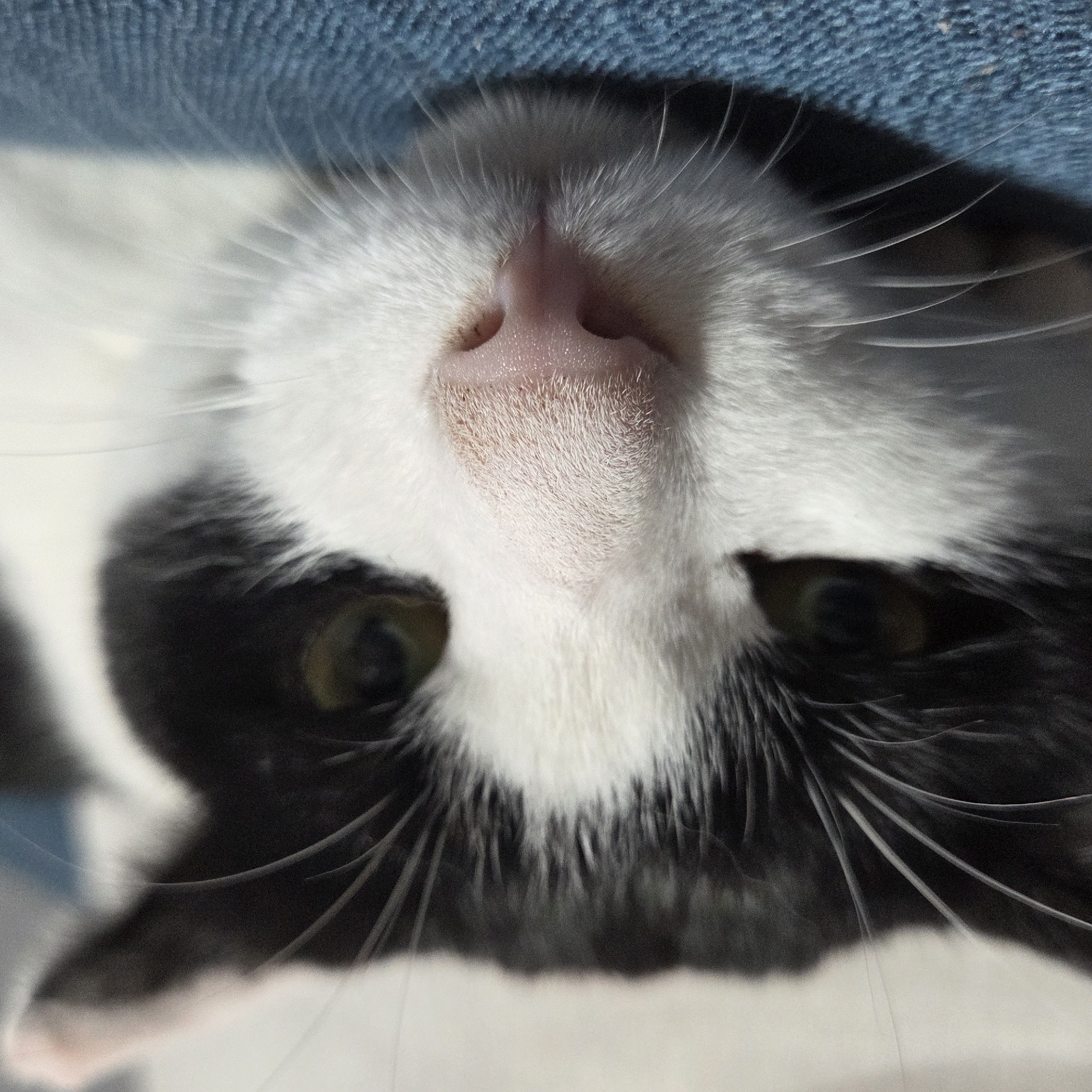 A close-up, eye-level, full-frame shot focuses on the face of a black and white cat lying down. The cat's pink nose and white fur are in sharp focus, while the dark fur around its eyes is slightly blurred. The cat's eyes are partially closed, with the left eye more open than the right. Its whiskers are prominent, extending outward. The cat is resting on a textured blue surface, likely fabric. The background is a soft blur of white and dark gray. The scene appears to be indoors, in Dunnae-myeon, South Korea.