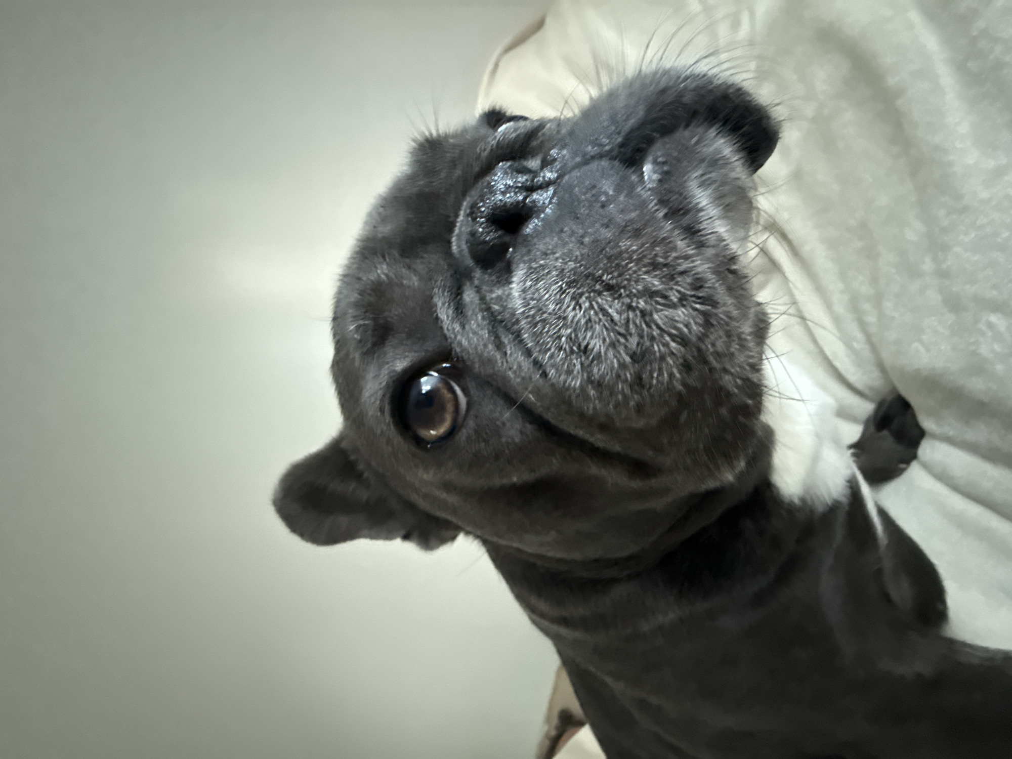 A close-up, low-angle shot captures a dark gray French bulldog lying down on a light-colored surface that appears to be a bed. The dog's head is angled towards the right side of the frame, with its right ear prominently visible and alert. Its large, dark eyes are focused slightly away from the camera. The dog's wrinkled snout and dark nose are also clearly detailed. The background is a plain, light-colored wall. The scene is indoors, likely in a residential setting. There are no people or other animals present. The image does not contain any information that could place it in Bad Sachsa, Germany.