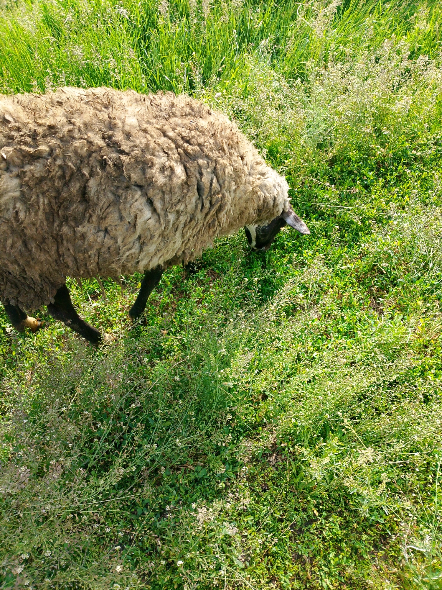 A high-angle shot captures a sheep grazing in a vibrant green field under bright daylight. The sheep, positioned in the upper left portion of the frame, has a thick, matted, light brown to grayish fleece. Its black legs are partially visible, stepping through the dense vegetation. The sheep's head is lowered, indicating it is eating, and a portion of its face shows dark fur with a distinct white stripe running down its muzzle.
The environment is a lush pasture filled with various types of green grass and other low-lying plants. Many of these plants feature small, delicate white or pale-colored flowers or seed pods, adding texture to the verdant ground cover. The lighting suggests a clear, sunny day, illuminating the scene and highlighting the natural colors of the vegetation and the sheep's wool. No other animals, people, or structures are visible, placing the focus entirely on the sheep and its natural habitat. There is no visible text in the image.