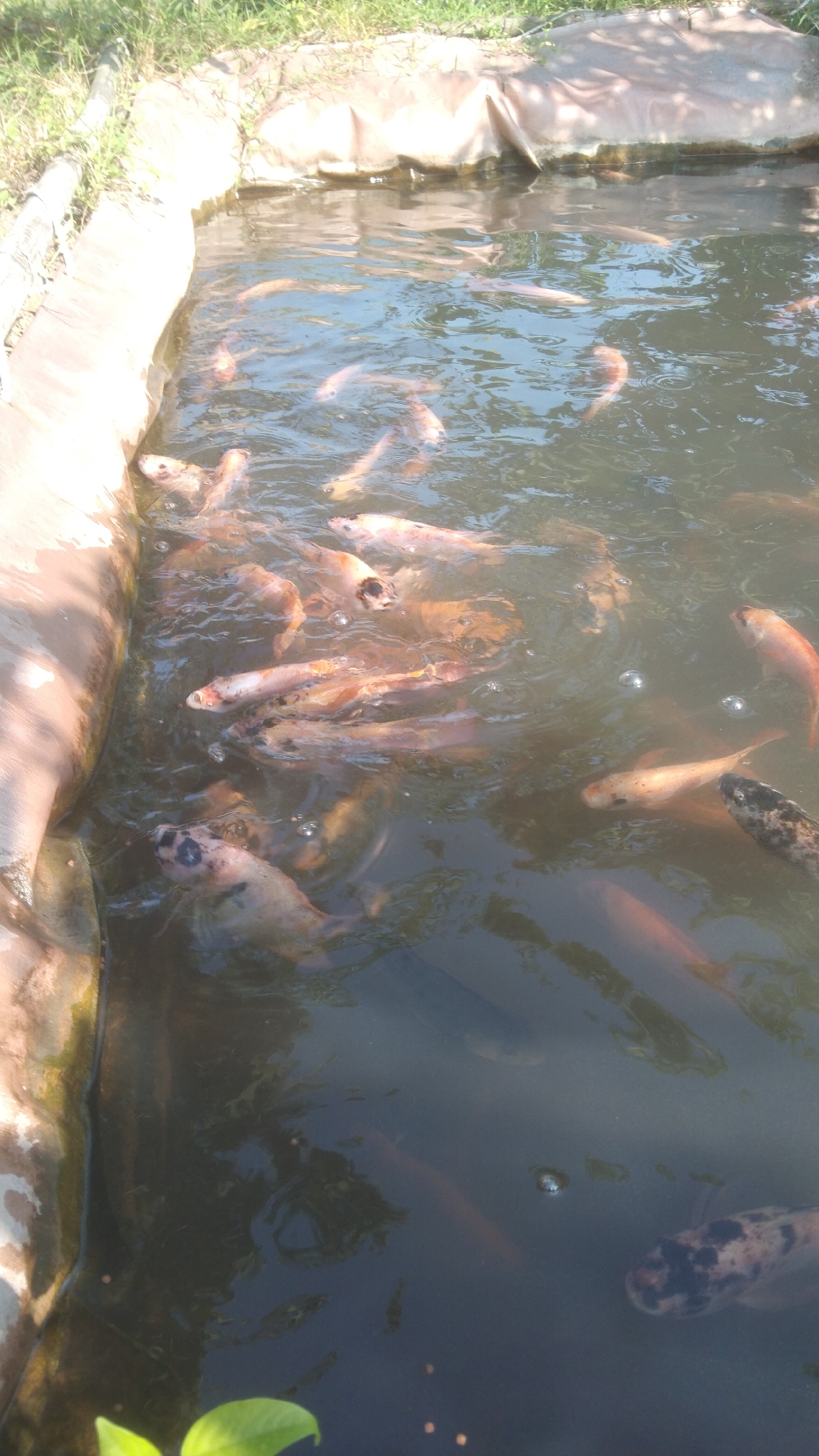 The image depicts a school of fish swimming in a pond, likely a fish farm or a pond in a park. The pond is rectangular with a light-colored, possibly plastic liner visible along the edges. Green grass and some vegetation are present along the top edge of the pond. The water is murky, with visible sunlight reflecting off the surface, creating ripples and shadows. Several fish, mostly pinkish-orange and some with darker markings, are swimming at various depths and orientations. Some appear to be feeding or interacting with each other. The overall scene suggests an outdoor environment. The location is specified as a city in Argomulyo, Indonesia, which implies a tropical or subtropical climate, consistent with the vegetation and the presence of warm-water fish.