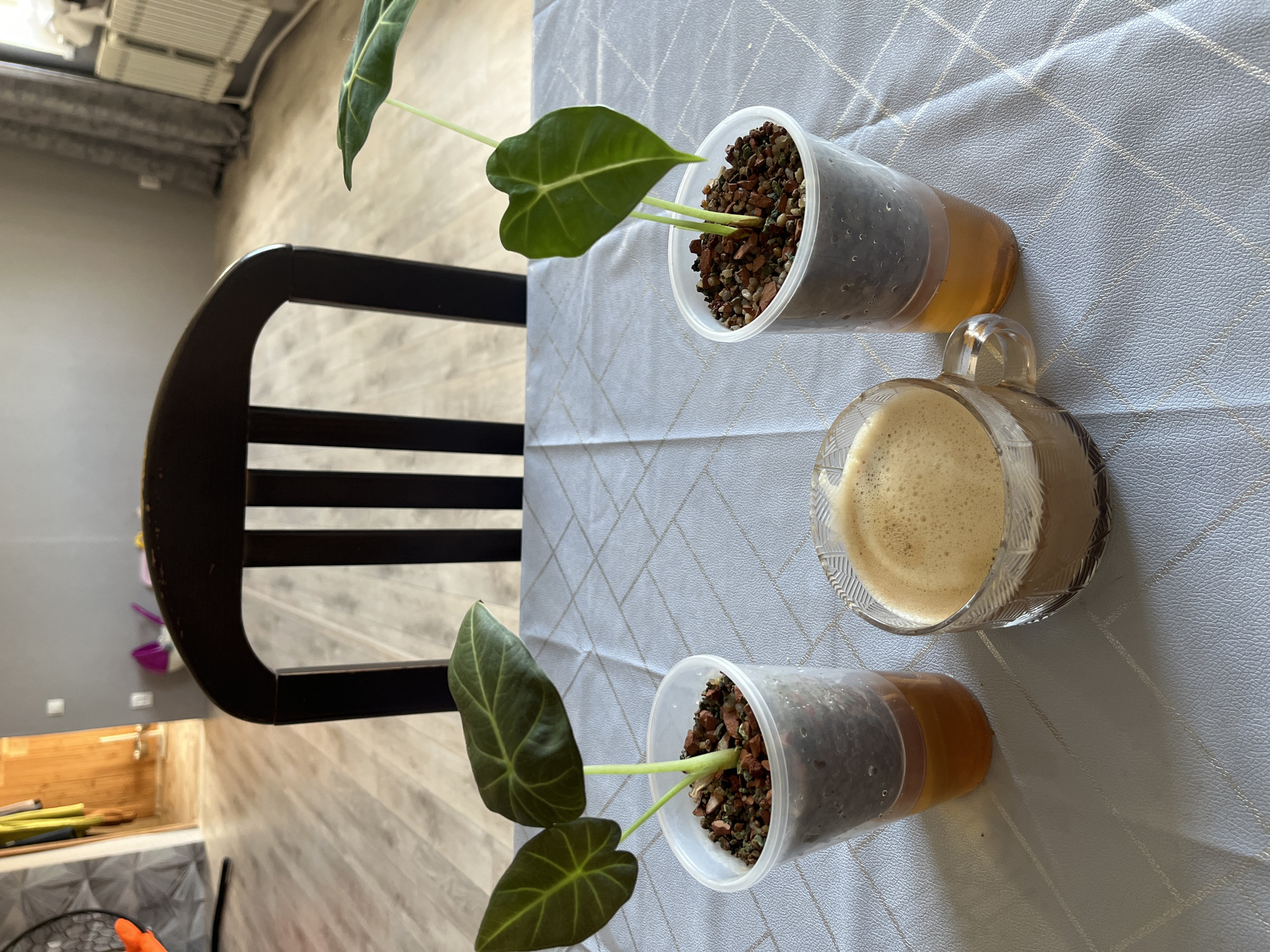 The image depicts an indoor scene with a wooden dining chair and table covered by a light blue tablecloth with a geometric pattern. Two small potted plants in clear plastic cups, containing soil and pebbles, are placed on the table. A glass mug filled with coffee with a frothy top is situated between the plants. The background shows a doorway leading to another room with wooden walls and flooring, and a glimpse of what appears to be a radiator and curtains. The lighting suggests it is daytime. The scene is located in the city of Chaikovsky, Russia. No people are visible in the image.