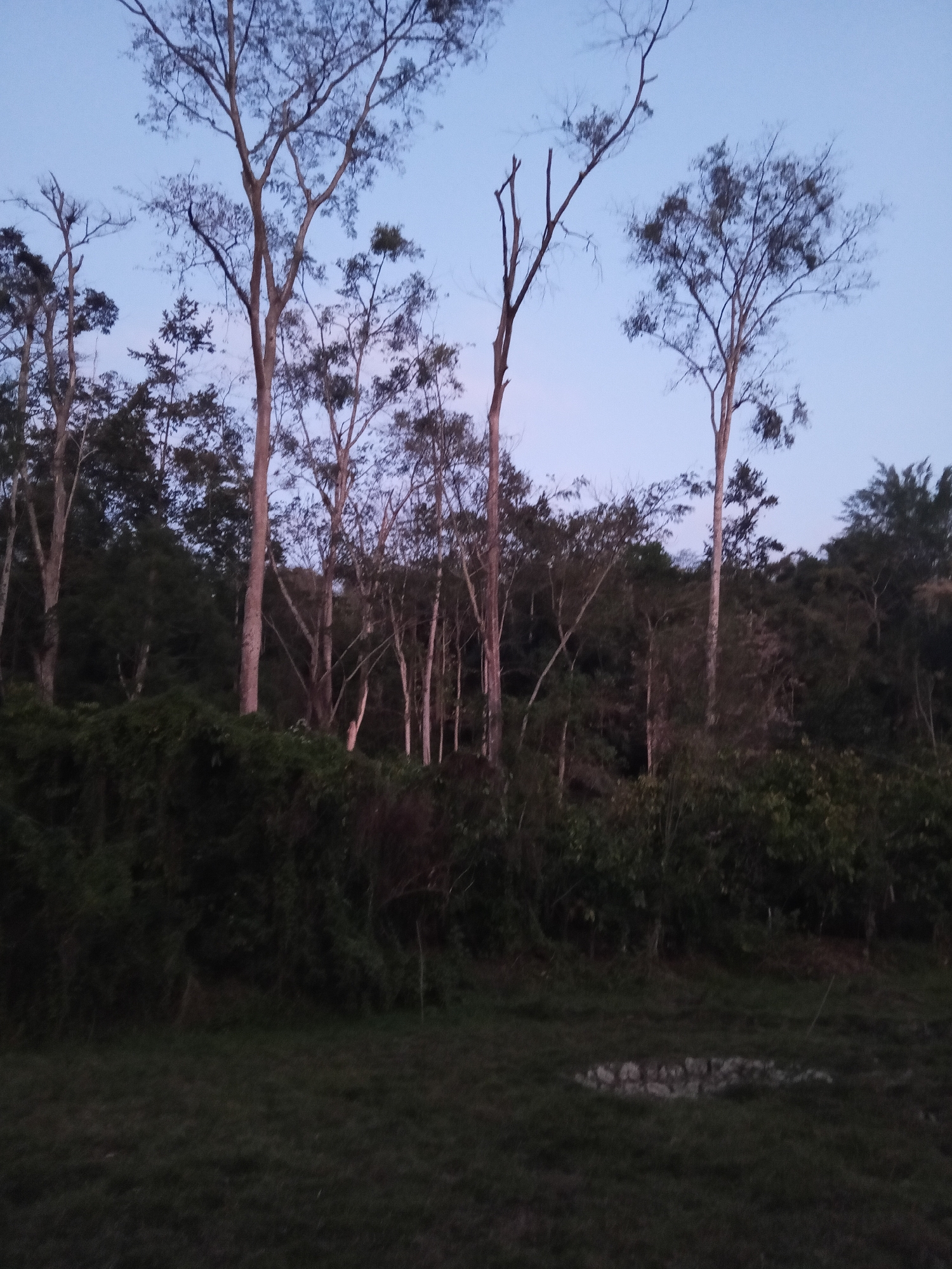 A low-angle, outdoor, full shot captures a sparsely leafed forest on a hill against a pale blue sky. The trees are tall and spindly, with thin trunks and bare branches reaching upwards. Some trees have a few leaves, mostly on the upper branches, while others are completely bare. The forest floor is covered in a dense undergrowth of green bushes and vines. In the foreground, a patch of grass is visible, and in the far distance, a cluster of light-colored rocks is embedded in the ground. The lighting suggests either dawn or dusk, with the sky still light but the ground in shadow. The scene is tranquil and natural. The location is in the city of Makale, Indonesia.