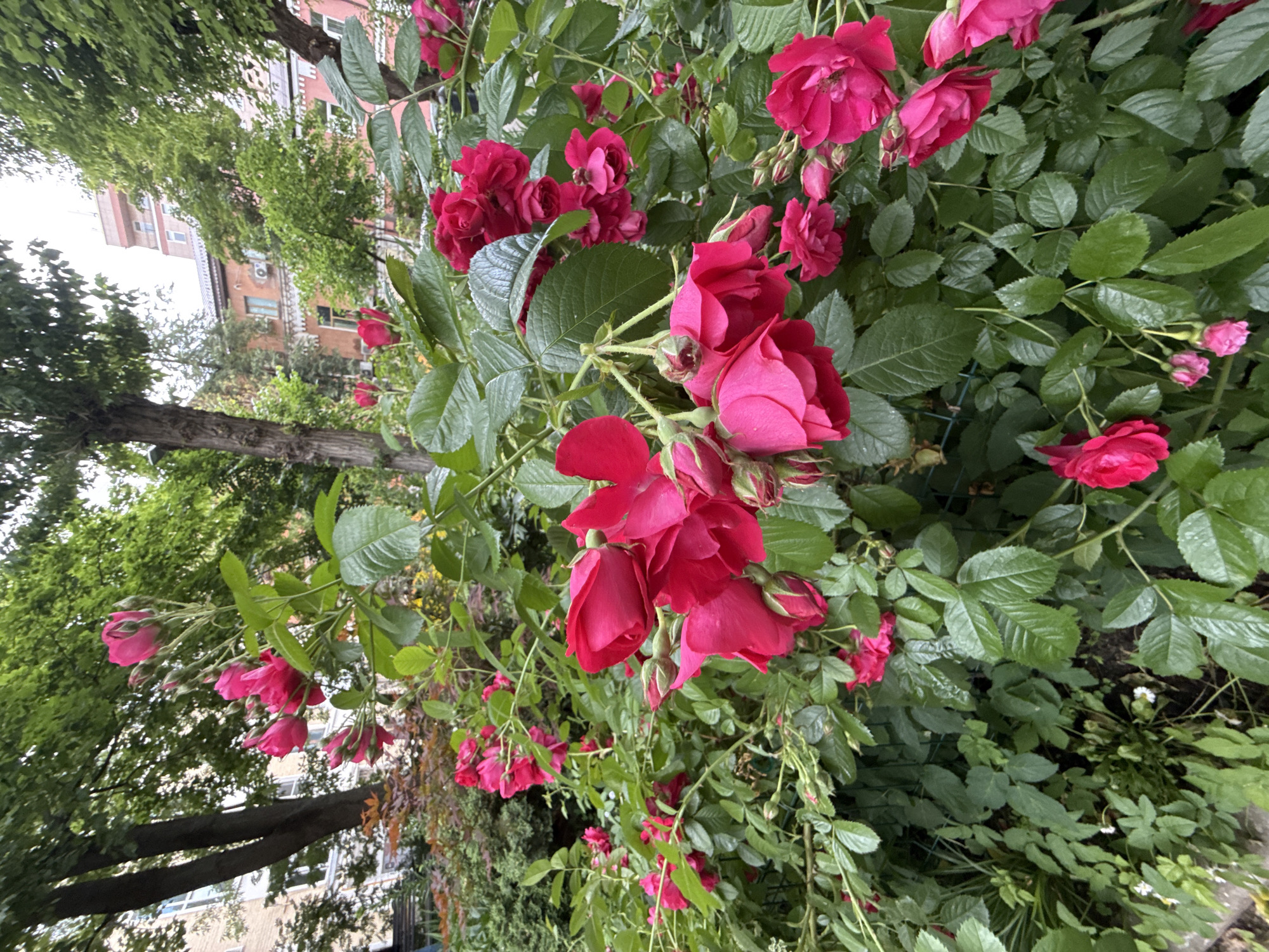The image depicts a close-up view of a vibrant pink rose bush in bloom, situated in an urban courtyard in Moscow, Russia. The roses are predominantly a deep fuchsia color, with some buds still closed and others in various stages of opening. Lush green leaves surround the blossoms, some of which appear to be slightly damp, suggesting recent rain or dew. In the background, the facade of an apartment building, rendered in faded pink and terracotta tones, is visible through the foliage. The building has multiple windows, some with visible air conditioning units. The overall environment suggests a residential area within Moscow, likely a common courtyard or garden space. There are no people or animals visible in the frame. The scene is captured from a low angle, emphasizing the abundance of the flowering plants.