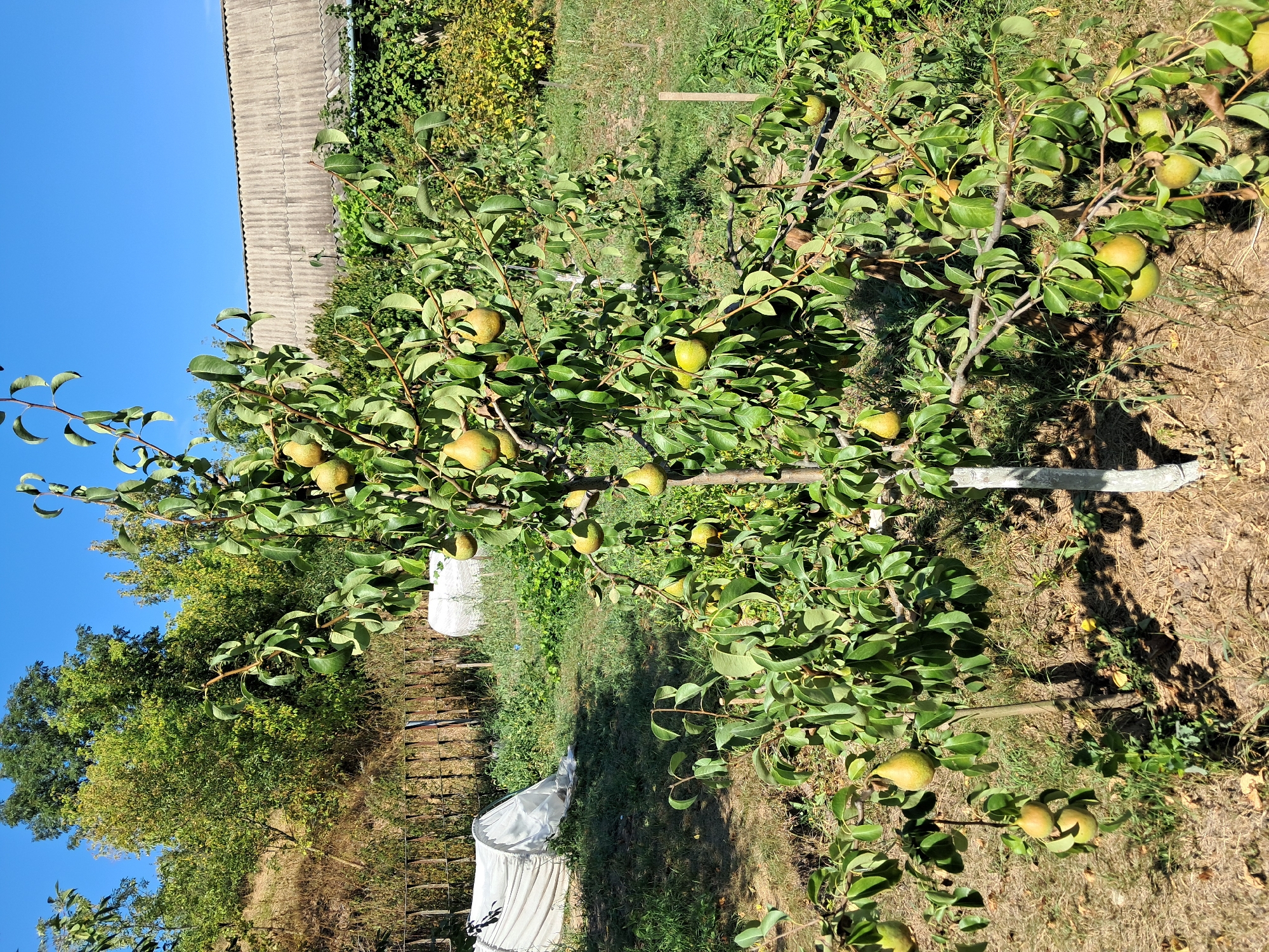 In a sun-drenched, rural setting under a clear blue sky, a young pear tree laden with ripe pears stands as the central focus. The tree's branches, adorned with lush green leaves, are heavy with fruit, some of which are a golden-green hue, while others are a more pronounced yellow-green. The pears are clustered in groups of two or three, hanging invitingly. The tree is supported by a single, white-painted stake.
The surrounding environment is a garden or yard, with dry grass and soil covering the ground. In the background, a weathered wooden fence runs horizontally across the scene, partially obscured by foliage. Beyond the fence, a large, white, tarp-like structure is visible, suggesting some sort of garden equipment or protective covering. Further back, a rustic, corrugated metal roof of a building peeks out from behind dense green trees. The overall impression is one of a flourishing, rural orchard.