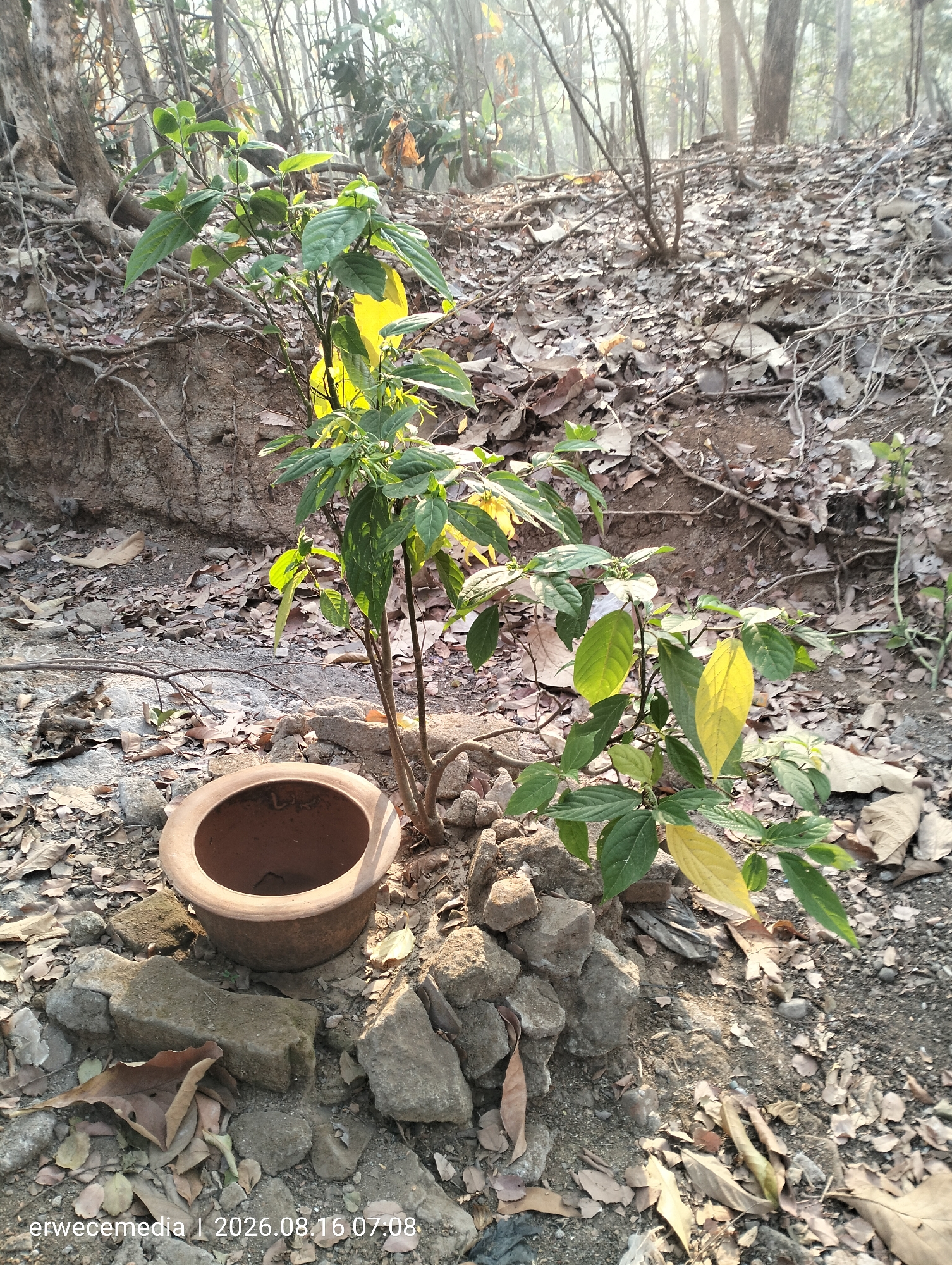 In Imogiri, Indonesia, a small, leafy plant with green and yellowing leaves grows near an empty terracotta pot. The pot is surrounded by rocks and fallen leaves on the ground, which is covered in dirt and debris. In the background, the scene opens up to a forest with trees and more fallen leaves. The image, dated August 16, 2026, captures a moment in nature.