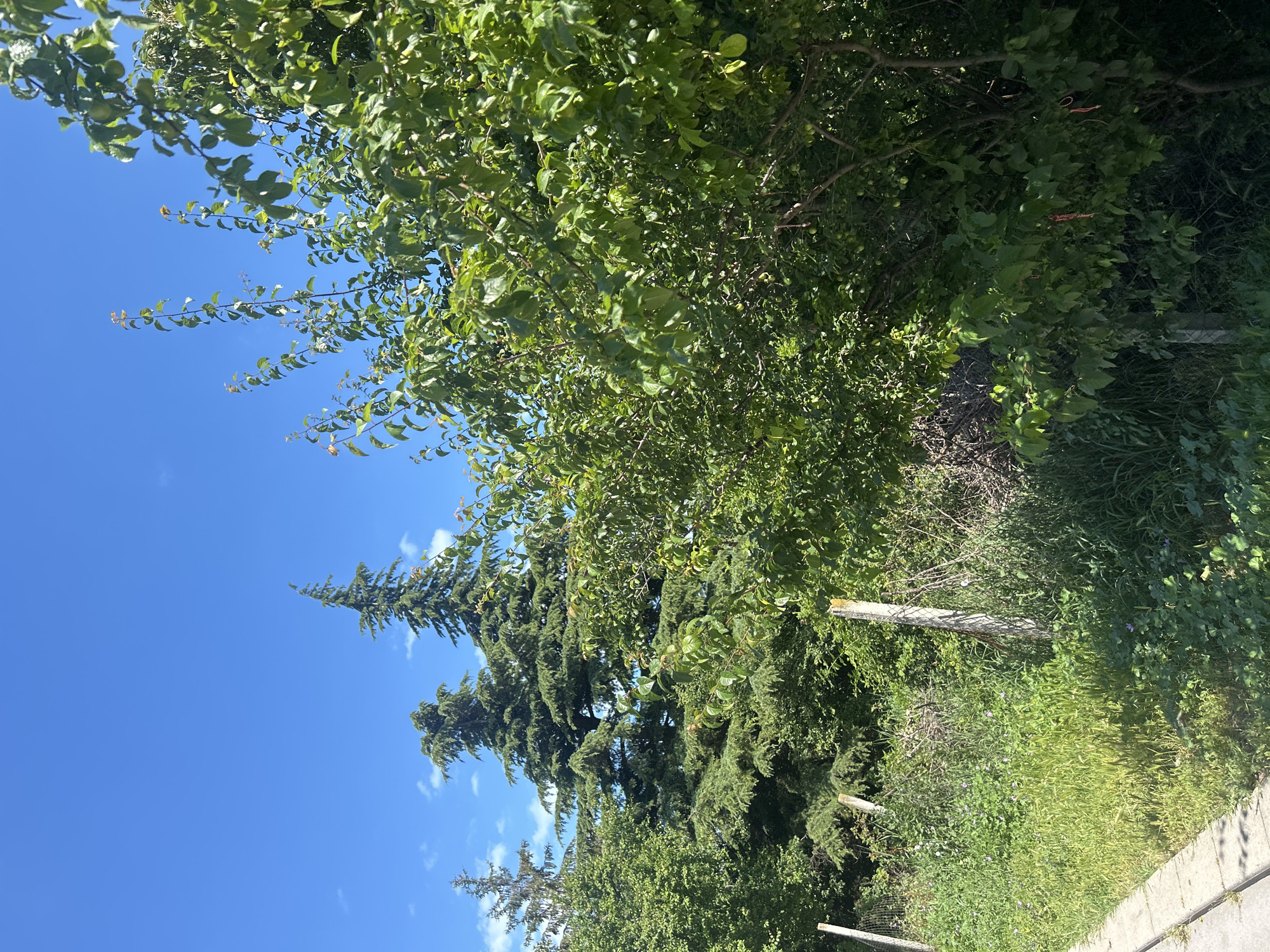 The image depicts a sunny day in Varna, Bulgaria. A variety of trees, including evergreen conifers and deciduous trees laden with green foliage and some small fruits, dominate the scene. In the foreground, a concrete sidewalk runs along the left side, bordered by a fence made of concrete posts and wire mesh. Beyond the fence, tall grass and wild vegetation grow, interspersed with small purple flowers. The background is a clear blue sky with a few wispy clouds. The overall impression is one of a natural, slightly overgrown area on the outskirts of a city.