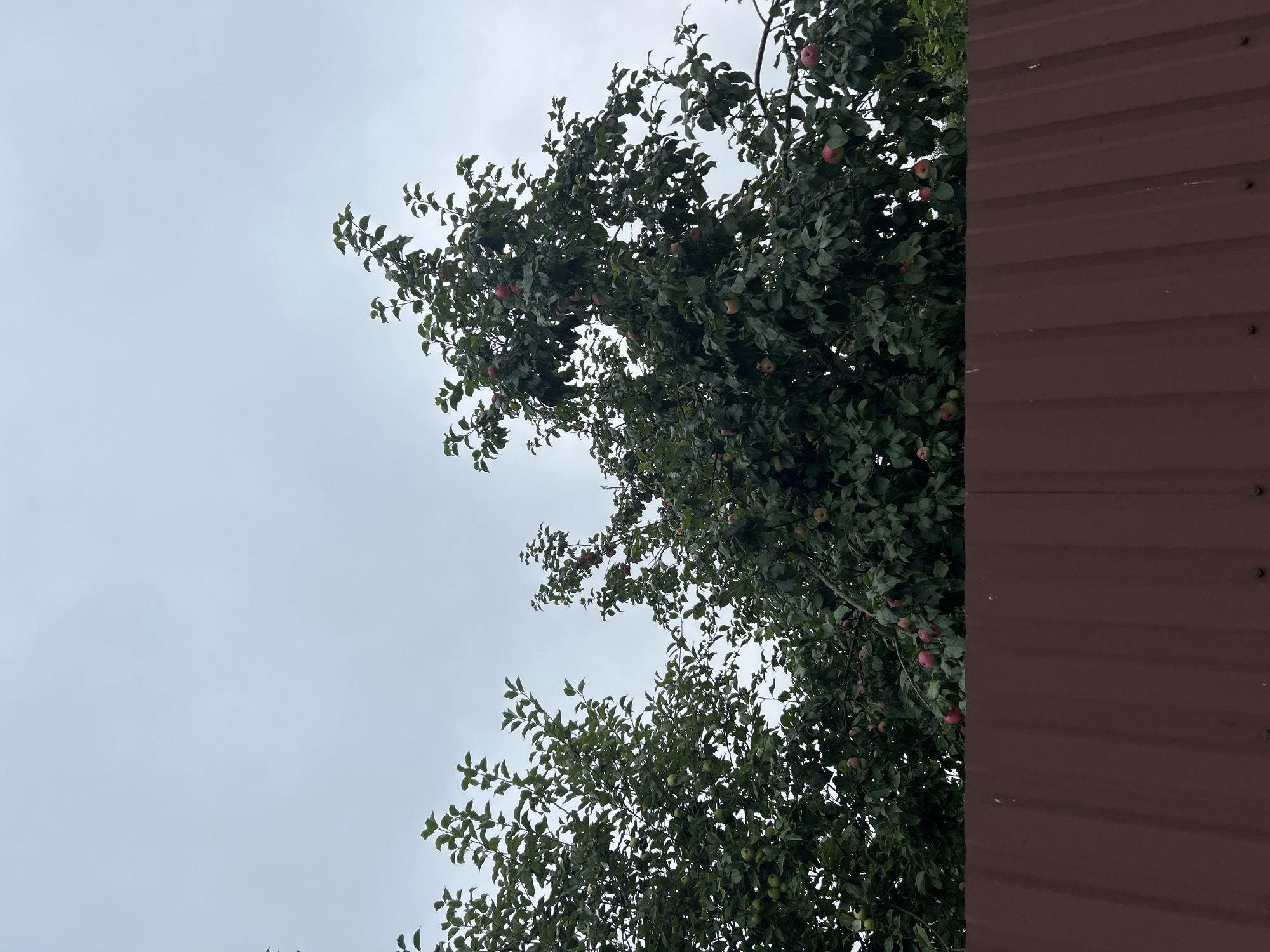The image shows a view of apple trees with ripe red and green apples, seen from behind a dark brown corrugated metal fence. The trees are dense with green foliage and extend towards a cloudy, overcast sky. The fence runs horizontally across the bottom portion of the image. The scene is devoid of any people or specific structures that would indicate a precise urban or rural location within the city of Kalitsino, Russia, beyond the general presence of vegetation and a fence.