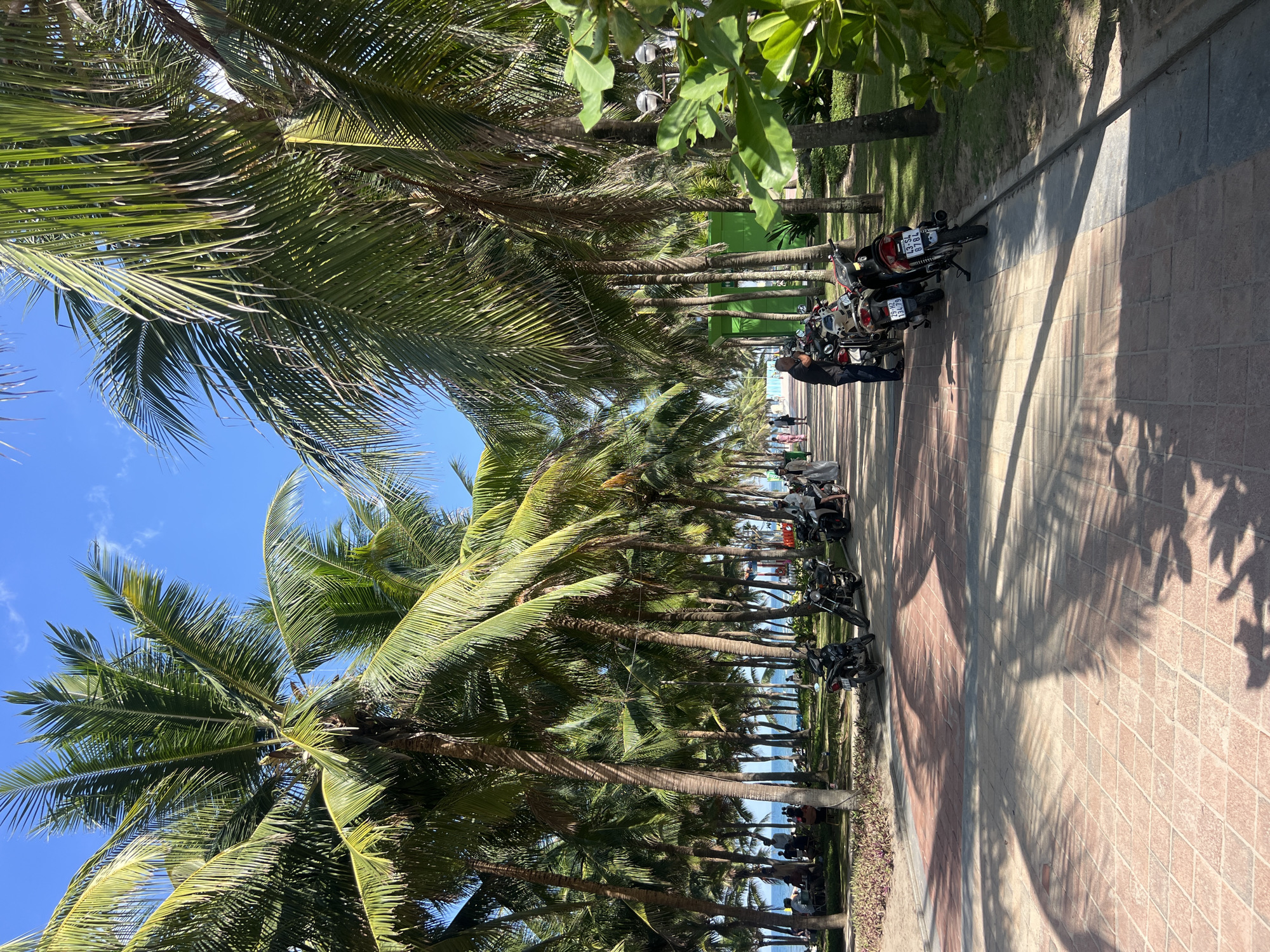 In an outdoor scene, a paved pathway lined with palm trees runs diagonally through the frame. The pathway, made of reddish-brown tiles in a diamond pattern, is partially shaded by the fronds of the tall palm trees. Several parked motorcycles are visible along the right side of the pathway. In the background, people are gathered on a grassy area, and the ocean can be seen beyond a line of trees. The sky is a clear, bright blue.
