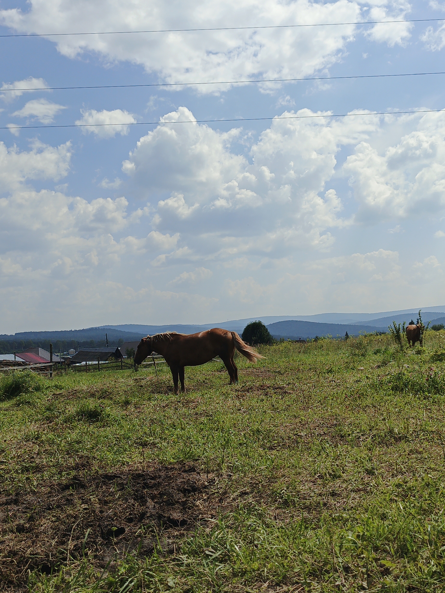 This is a landscape photograph taken outdoors on a sunny day in Medvedyovka, Russia. The image features a brown horse standing in a grassy field. In the background, there are rolling hills and a few buildings. The sky is blue with scattered white clouds. There are power lines running across the top of the frame. The overall scene depicts a rural or semi-rural environment.