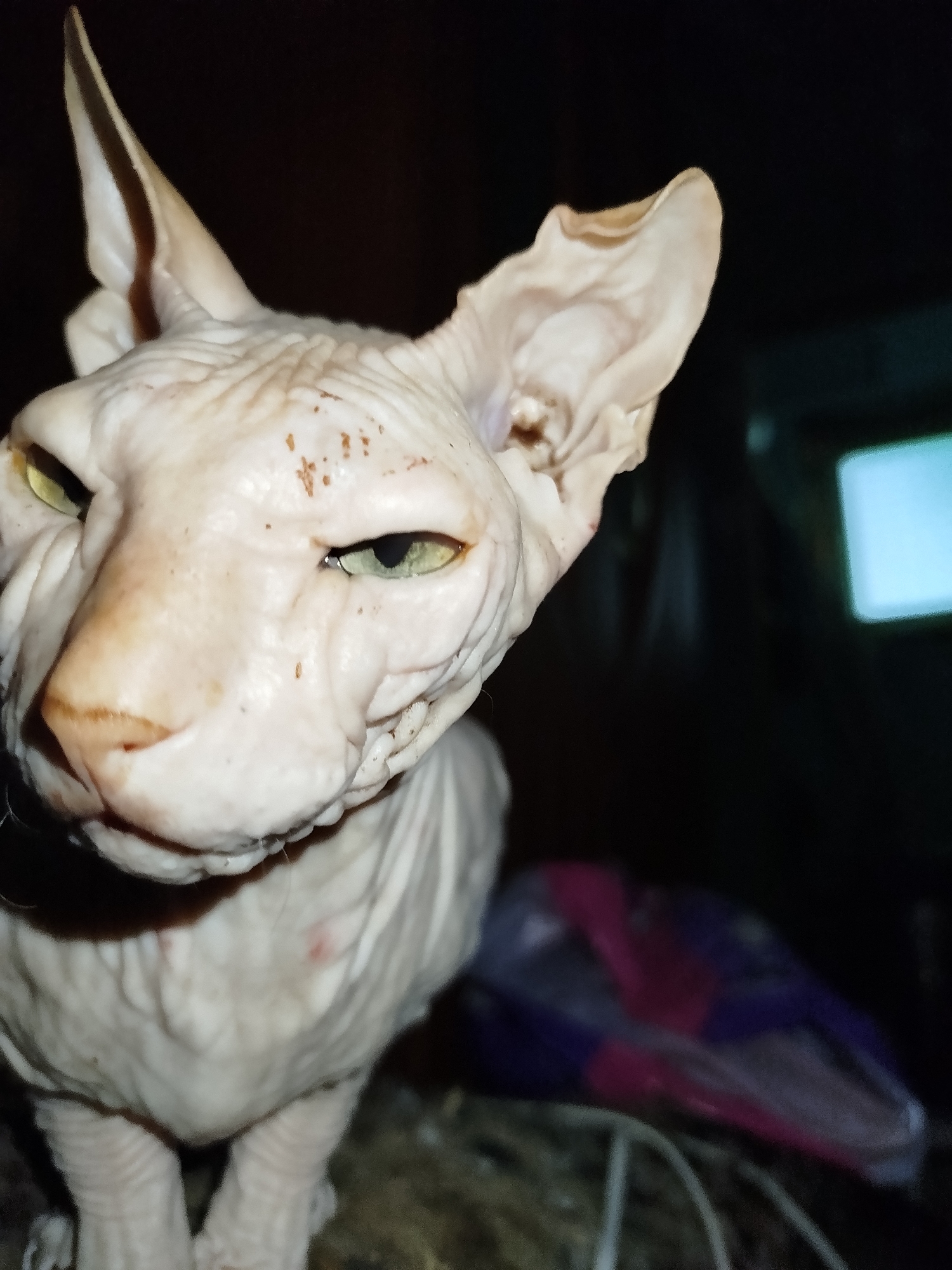 A close-up, eye-level, slightly angled shot shows a Sphynx cat against a dark, out-of-focus background. The cat's pale, wrinkled skin is visible, with some brown speckling on its forehead. Its large ears are prominent, and its green eyes are partially closed. The cat appears to be looking downwards and to the left. In the blurred background, there is a glimpse of a brightly lit rectangular object, possibly a screen or window, and a partially visible object that appears to be a fabric bag with purple and pink elements. The overall lighting is dim, with the cat's face being the primary illuminated subject. The scene does not contain any discernible elements that would suggest a specific location within Zavodoukovsk, Russia.