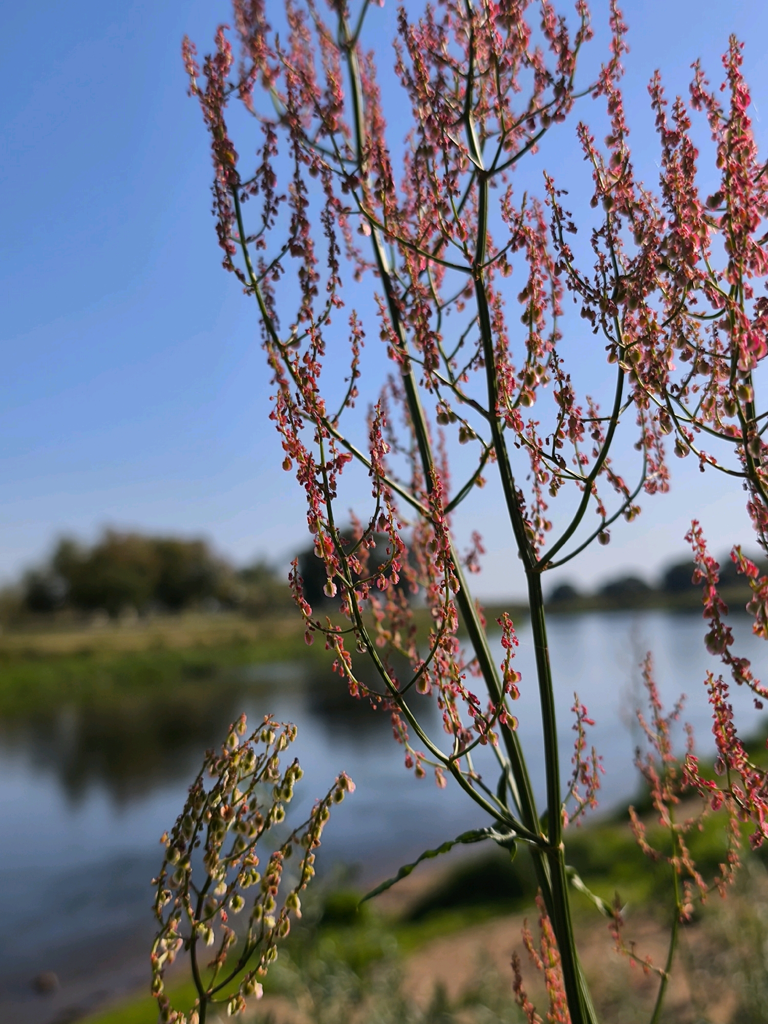 A close-up, shallow-depth-of-field shot captures the delicate red seed heads of a flowering plant in the foreground. The plant's slender green stems and branches extend vertically, adorned with numerous small, cascading clusters of seeds. The background is softly blurred, revealing a tranquil body of water, possibly a river or lake, reflecting the clear blue sky. Beyond the water, a line of trees with green and brown foliage forms a distant horizon. The lighting suggests a bright, sunny day. The scene is likely outdoors in a natural setting, such as a park or riverside area, and could be located in Mahilyow, Belarus. There are no people or animals visible in the image.