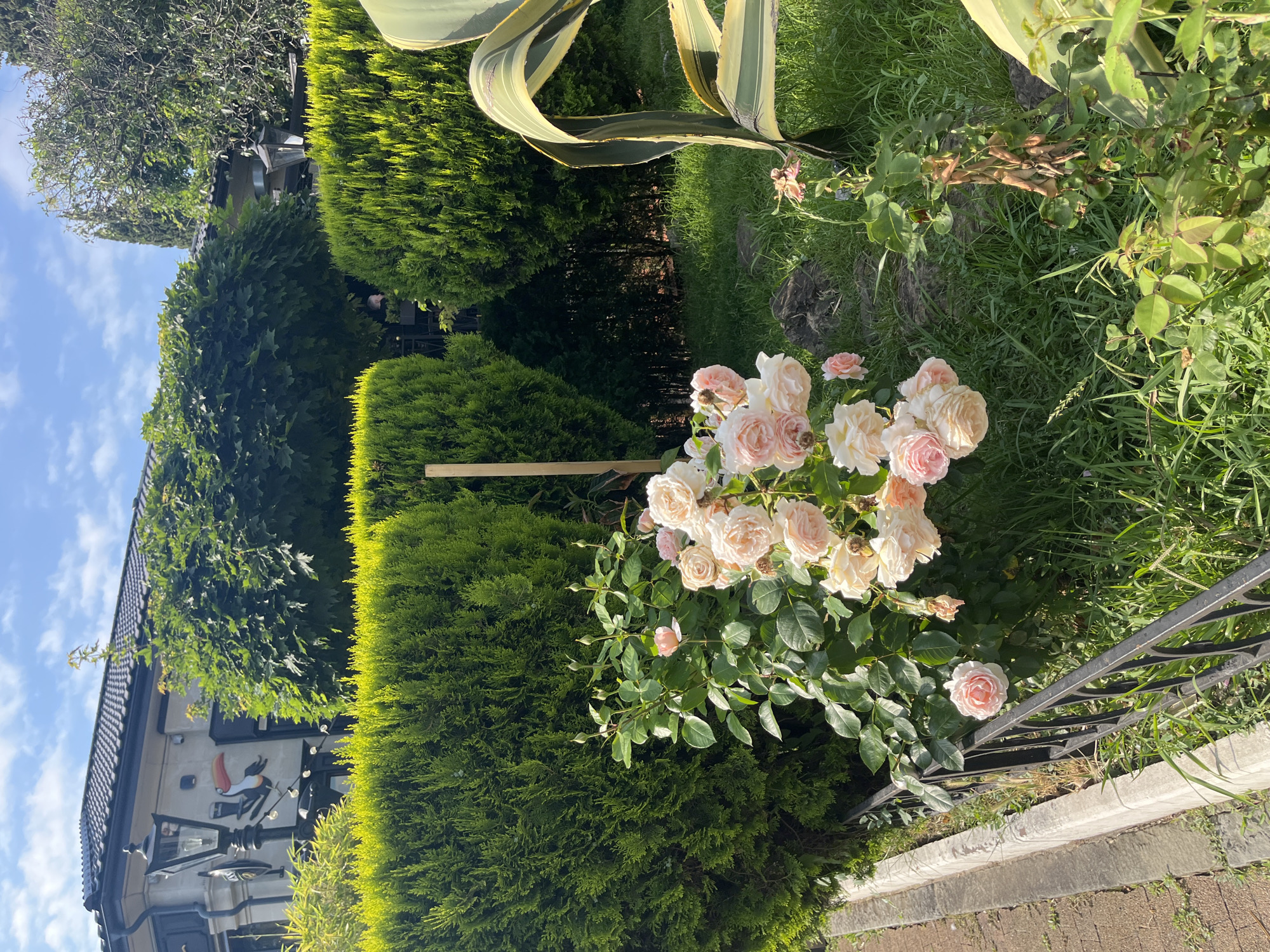 The image captures a sunlit garden scene in Sochi, Russia, featuring a cluster of pale pink roses in full bloom. These roses are situated in front of a meticulously maintained hedge of vibrant green cypress trees. A black metal fence runs along the edge of the garden, separating it from a paved walkway and a concrete curb. In the background, a portion of a building with a dark tiled roof is visible, adorned with decorative lamps and a graphic of a toucan. The overall environment is lush and well-kept, suggesting a pleasant outdoor space.