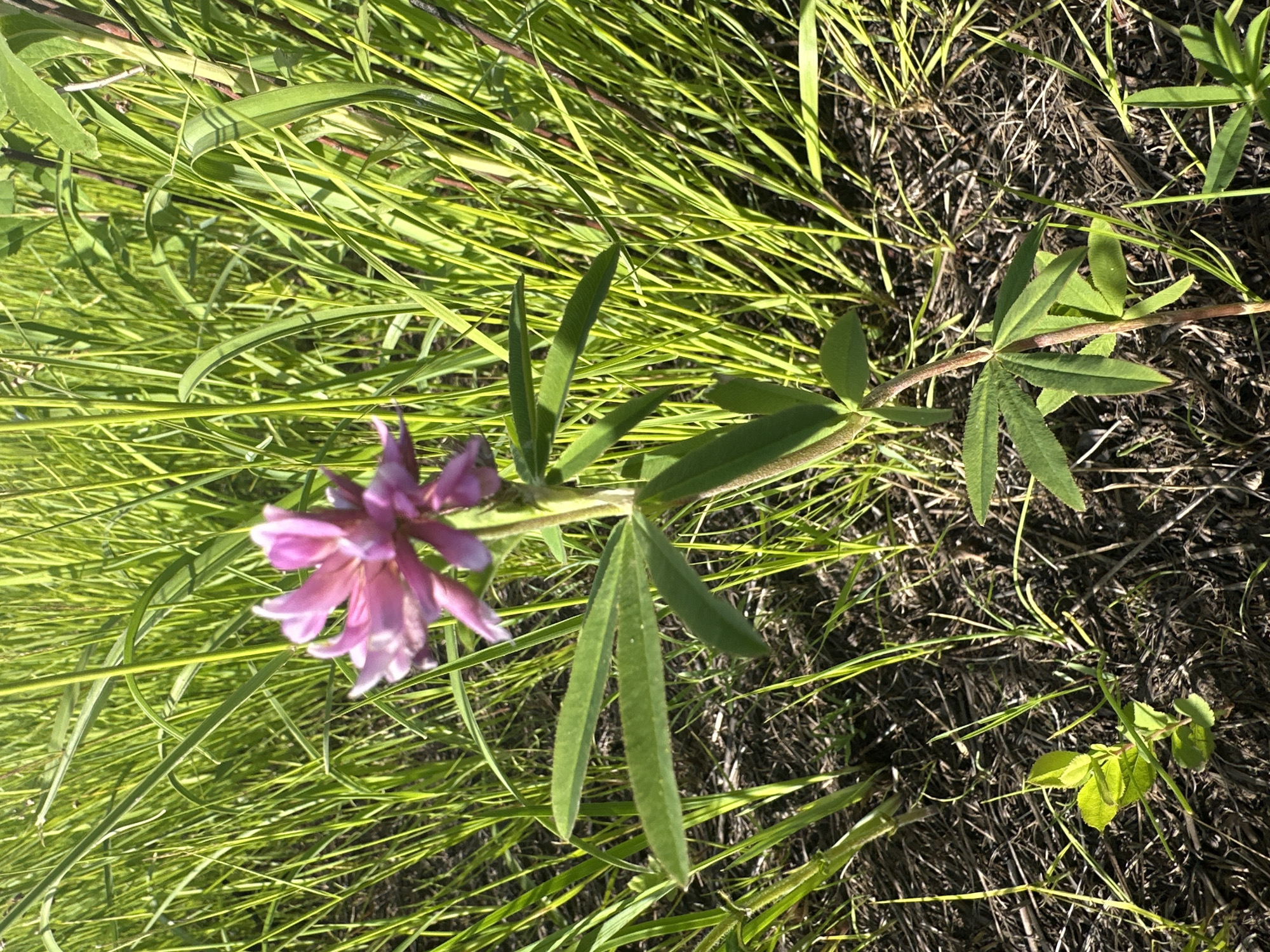 A close-up, eye-level, outdoor, natural light shot focuses on a single pink flower with multiple petals, standing tall amidst a dense field of vibrant green grass. The flower is slightly to the left of the frame's center. Its stem is slender and green, supporting several green leaves that are compound, with three to five leaflets arranged around the stem. The grass is tall and slender, with some stalks showing reddish hues. The ground beneath is a dark brown mixture of soil and dried organic matter, with some thin, dry stalks interspersed. The overall impression is of a sunny day in a wild, grassy area. The location is a meadow or field in Im. Tel'mana, Russia, characterized by its abundant grass and wildflowers, typical of the Russian landscape during warmer months. No people or animals are visible in the scene.