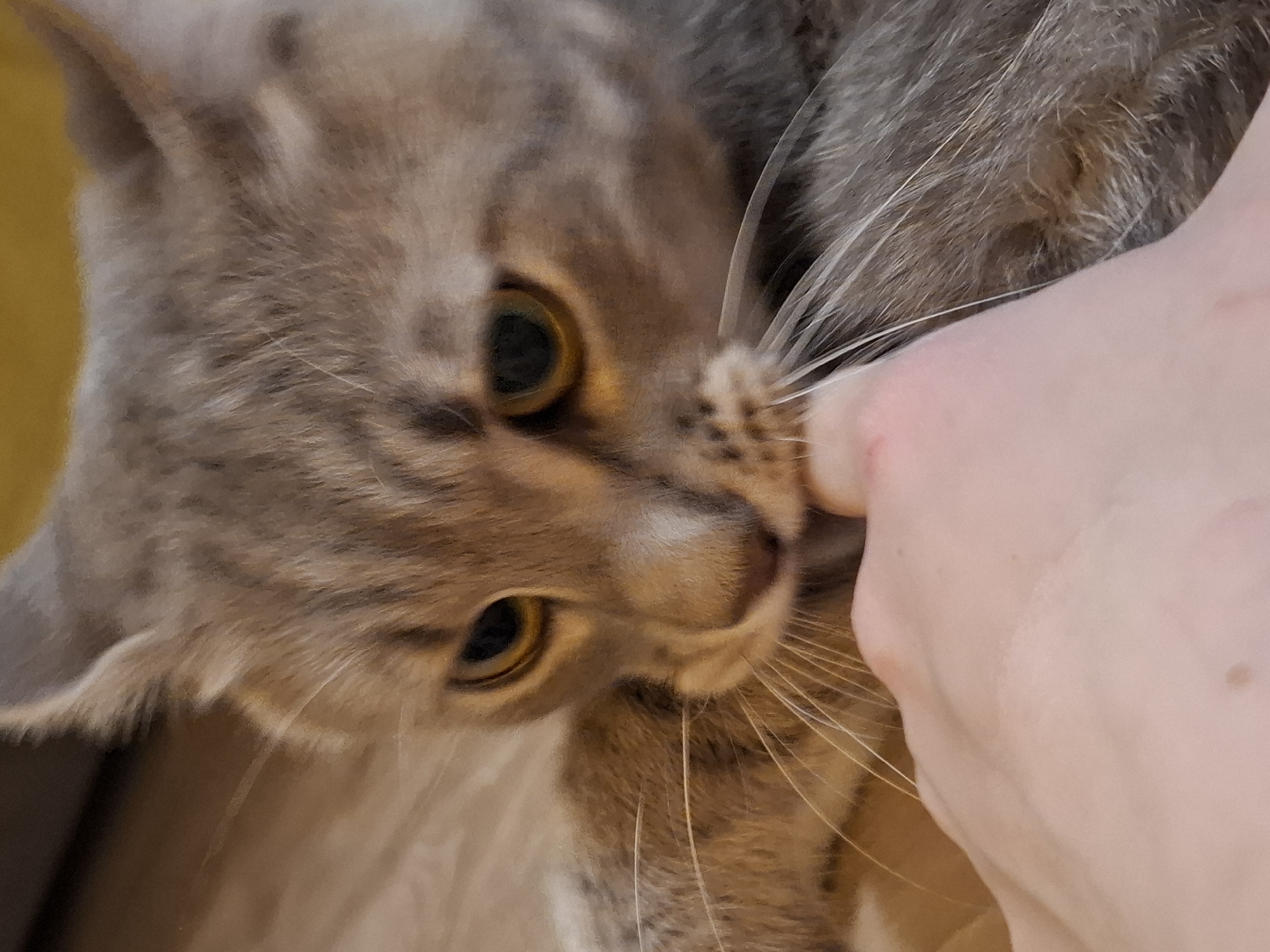 A close-up, eye-level shot captures a domestic cat with tabby markings interacting with a human finger. The cat, with its head tilted and eyes focused on the finger, appears to be gently mouthing it. The cat's fur is a mix of grey and brown stripes, and its whiskers are prominent. The human finger, a pale complexion, is positioned close to the cat's muzzle. The background is blurred, with hints of a wooden surface and a yellow object, possibly a wall or furniture. The scene is indoor, likely a residential setting.