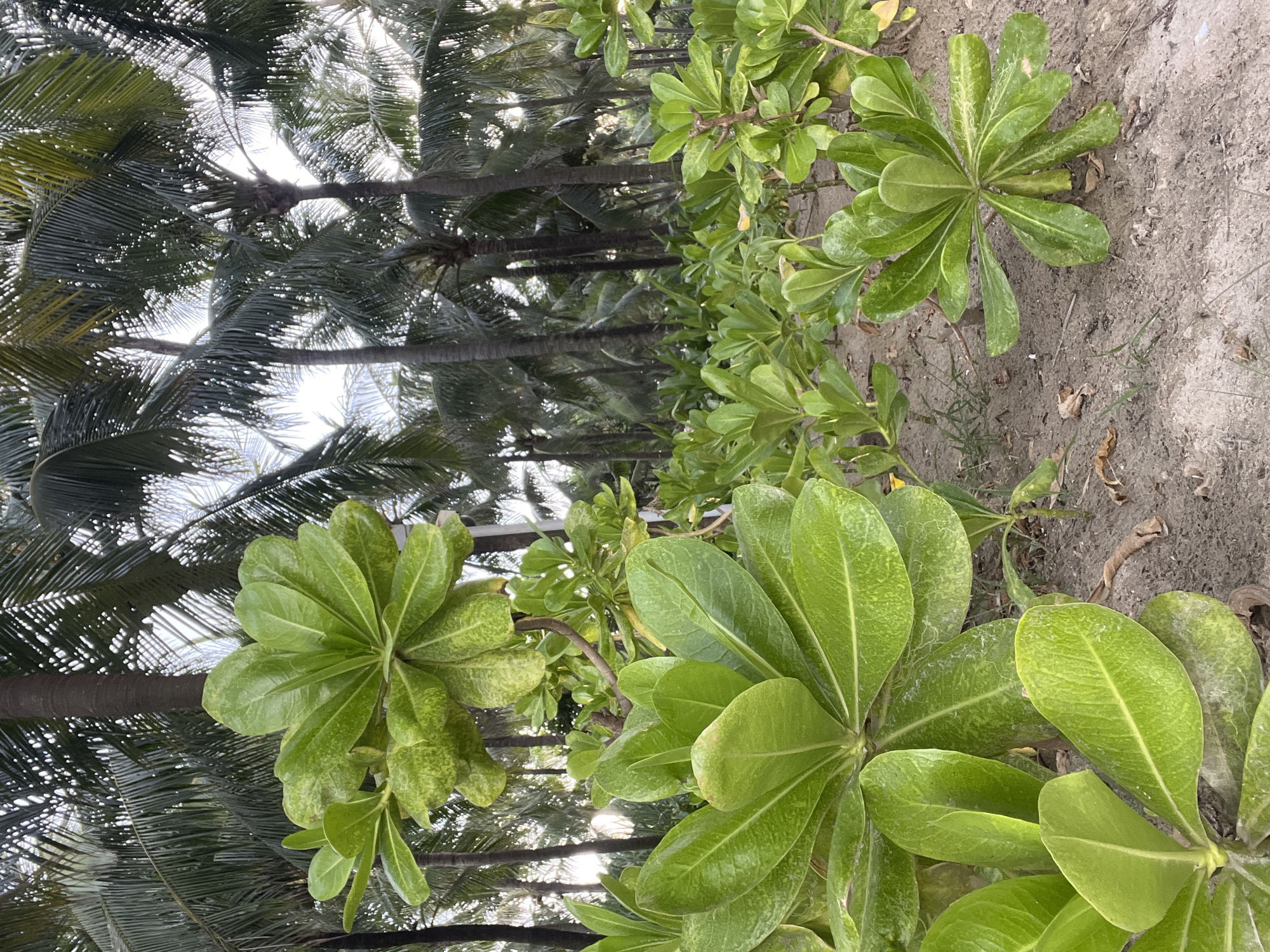 The image shows a lush green plant with large, glossy leaves growing in sandy soil. The plant is the primary subject, with several clusters of its leaves filling the foreground. In the background, a dense stand of palm trees is visible, their fronds creating a dappled pattern against a bright sky. The scene suggests a tropical or subtropical environment, possibly a beachside location in Da Nang, Vietnam. The lighting indicates it is daytime, with the sun filtering through the palm fronds. The overall impression is one of natural beauty and tranquility. There is no visible text in the image.