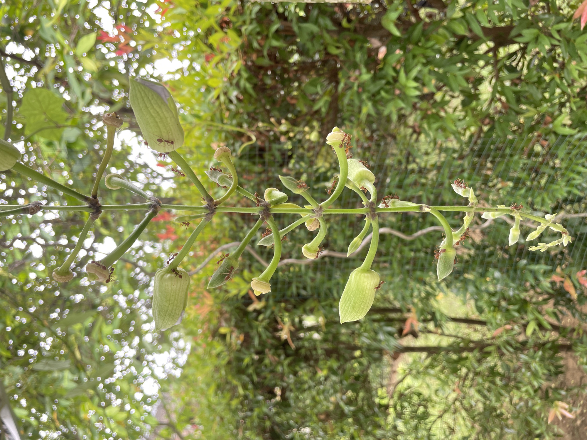 A cluster of green flower buds is suspended vertically on a thin stem, with several small red ants crawling on the buds and stem. The buds are elongated and pointed, with visible veins. The stem is slender and green, with small nodes where the buds and secondary stems emerge. The background is a blur of green foliage and some red leaves, suggesting an outdoor setting with dense vegetation. The image appears to be a close-up shot of the flowering plant. The location is specified as Cot Teungoh, Indonesia.