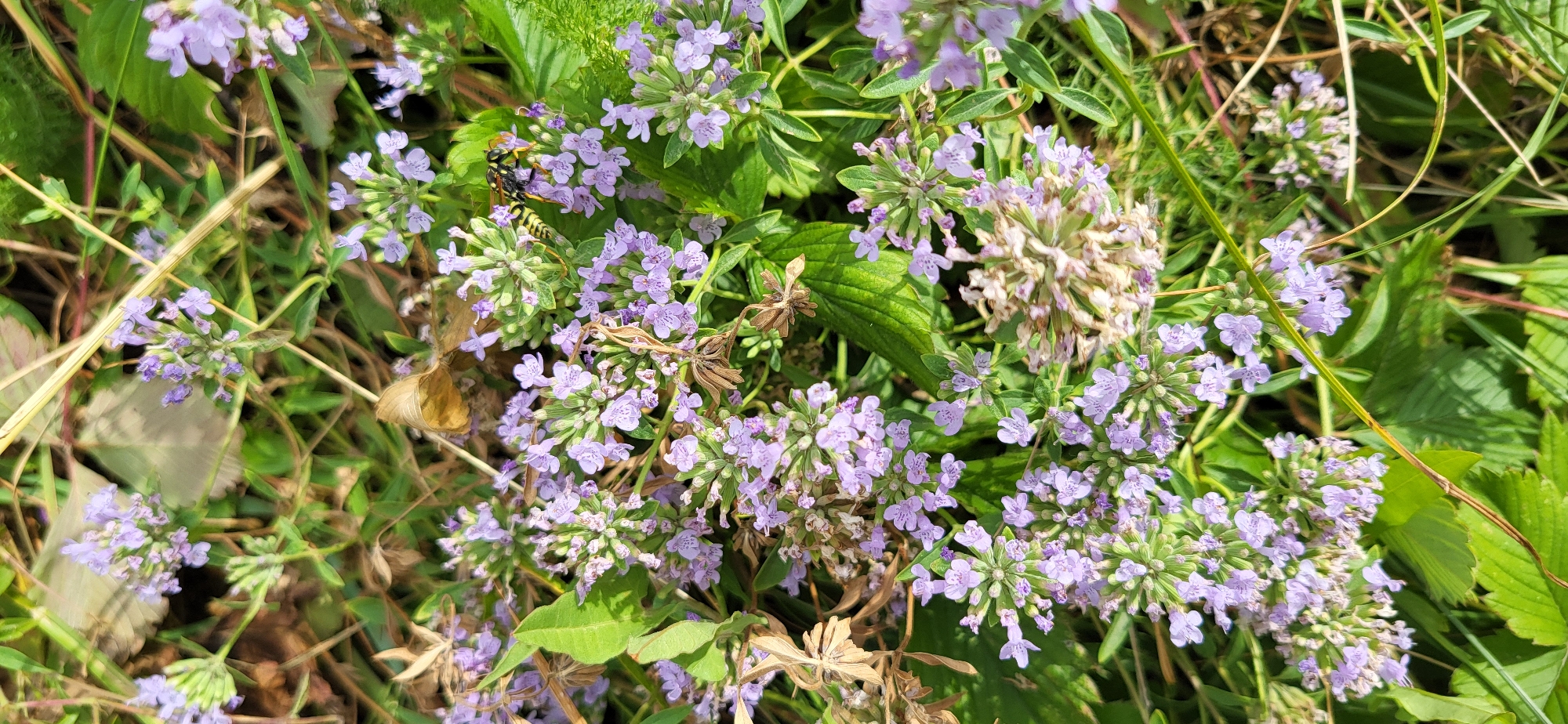 A close-up, top-down view captures a cluster of small, delicate lavender flowers, possibly wild thyme, interspersed with green foliage and dry, brown leaves. A wasp with yellow and black stripes is actively engaged with the flowers, positioned on the upper right side of the frame, its body partially obscuring the blossoms. The background consists of more greenery and dry plant material, suggesting an outdoor, natural environment. The location is the village of Syrymbet, Kazakhstan.