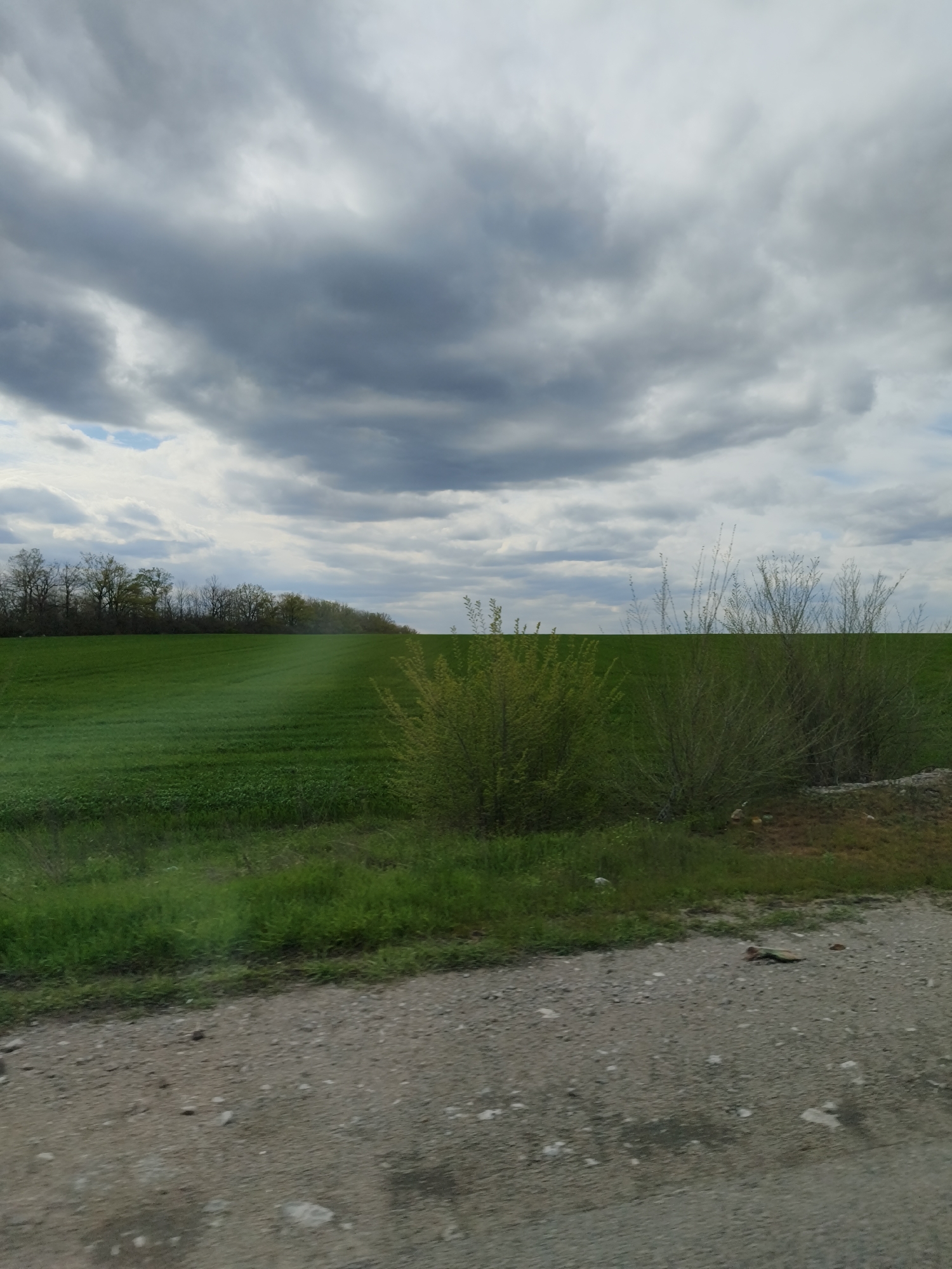 The image depicts a rural scene under an overcast sky in Sofiivka, Ukraine. A large, green field extends into the distance, bordered by trees along the horizon. In the foreground, two bushes grow alongside a gravel road. No people or animals are visible. The environment suggests a location just outside of a populated area.