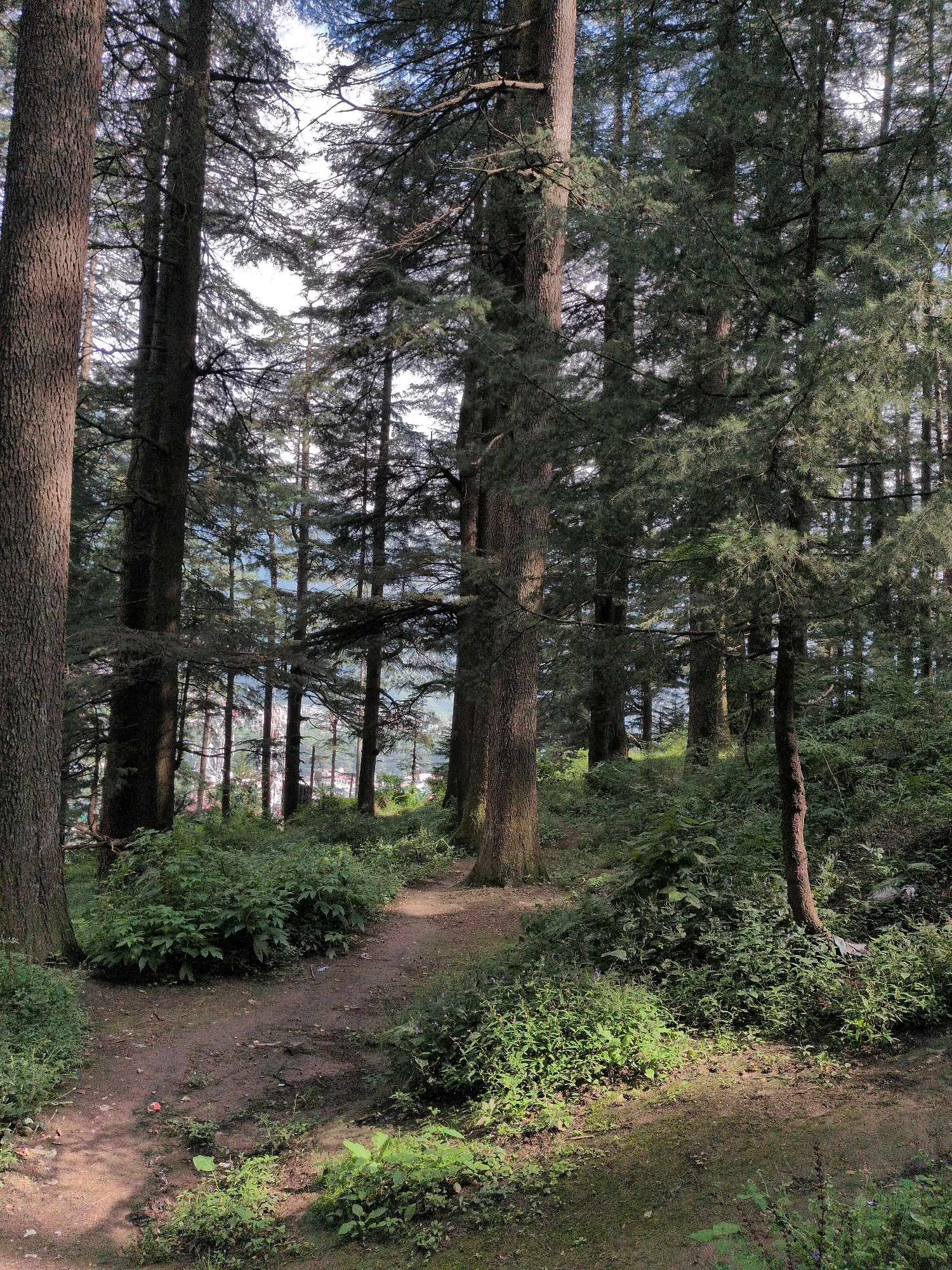 The image depicts a dense forest scene with tall pine trees. A dirt path winds through the trees, bordered by lush green undergrowth and vegetation. In the background, glimpses of buildings and a town can be seen through the trees, suggesting the forest is located on the outskirts or within the hilly terrain of Manali, India. The lighting suggests it is daytime, with sunlight filtering through the canopy. There are no people or animals visible in the image. The overall impression is one of a natural, somewhat wild, environment adjacent to a populated area.