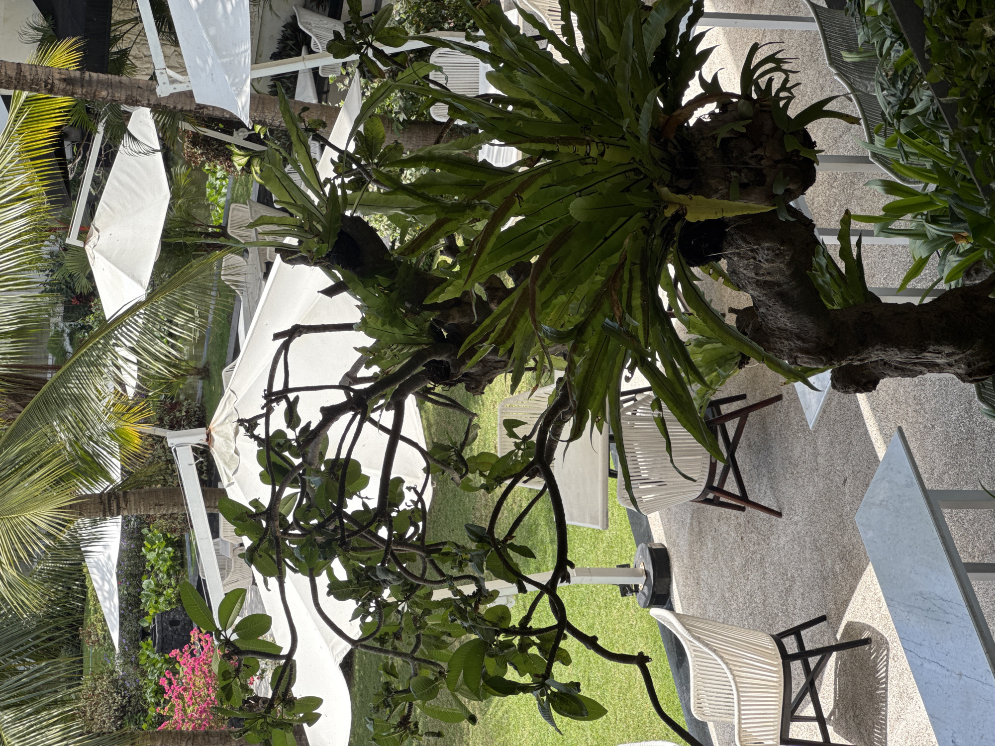 This is an outdoor scene in Kuta Selatan, Indonesia, featuring an open-air dining or lounge area. The foreground is dominated by a large, gnarled tree with a bird's nest fern growing from its trunk. The tree's branches extend across the frame, partially obscuring several white cantilever umbrellas and white wicker chairs with dark wooden frames. In the background, a lush green lawn is visible, interspersed with more white umbrellas, tables, and chairs. Palm fronds are visible in the upper portion of the image, suggesting a tropical environment. The ground is paved with a speckled, light-colored material. The lighting indicates a bright, sunny day. There are no people visible in the scene.