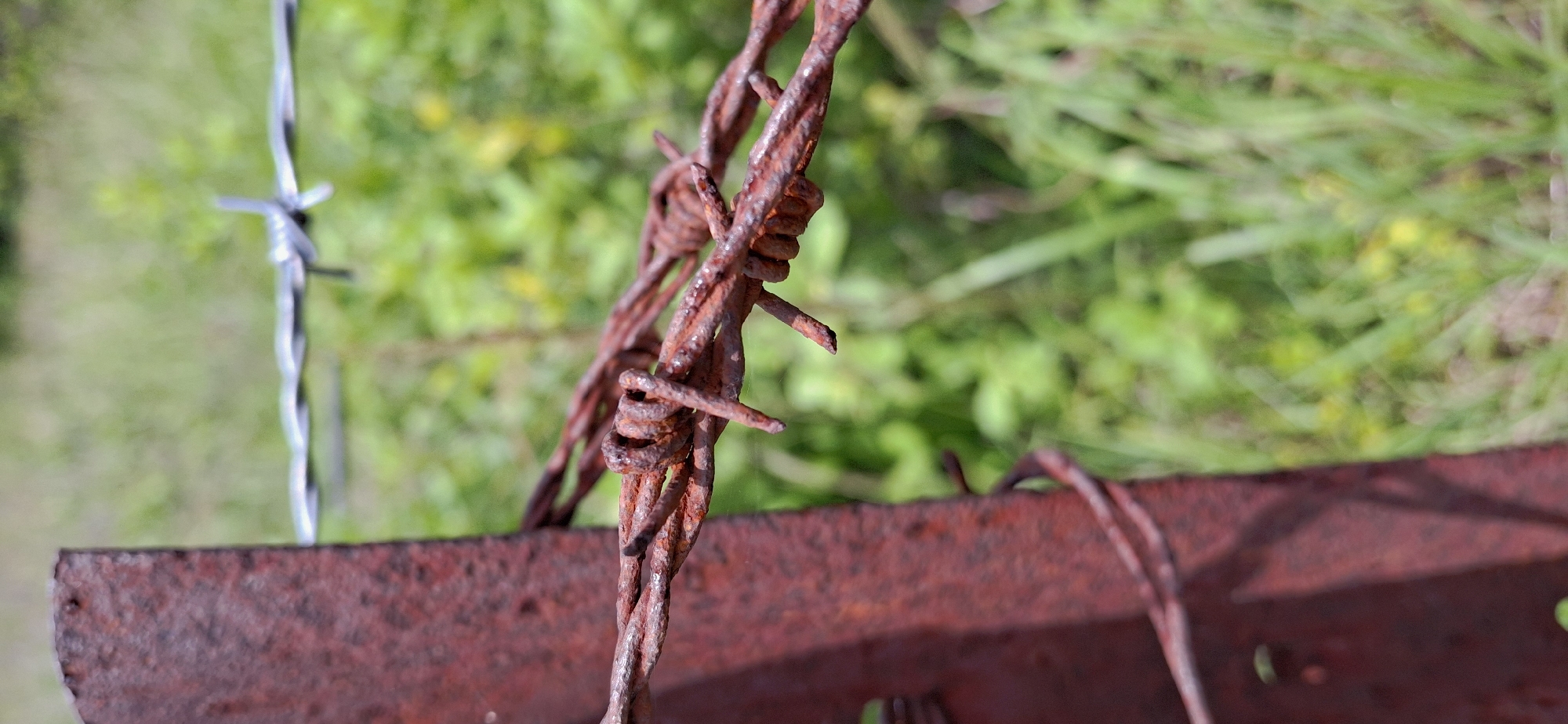 The media file is a close-up, outdoor shot of rusty barbed wire. The barbed wire is the primary subject, with a rusted metal surface visible in the foreground. In the background, out of focus, is green foliage, suggesting a natural setting. The barbed wire itself is weathered and shows signs of age, with its sharp points clearly visible. The overall impression is one of decay or abandonment, with the rust on the wire and the metal surface contributing to this feeling. The lighting suggests it is daytime, and the natural background implies an outdoor location, possibly rural. There is no visible text in the image. The focus is tight on the barbed wire, obscuring any potential human presence or broader environmental details beyond the immediate foreground and background elements.