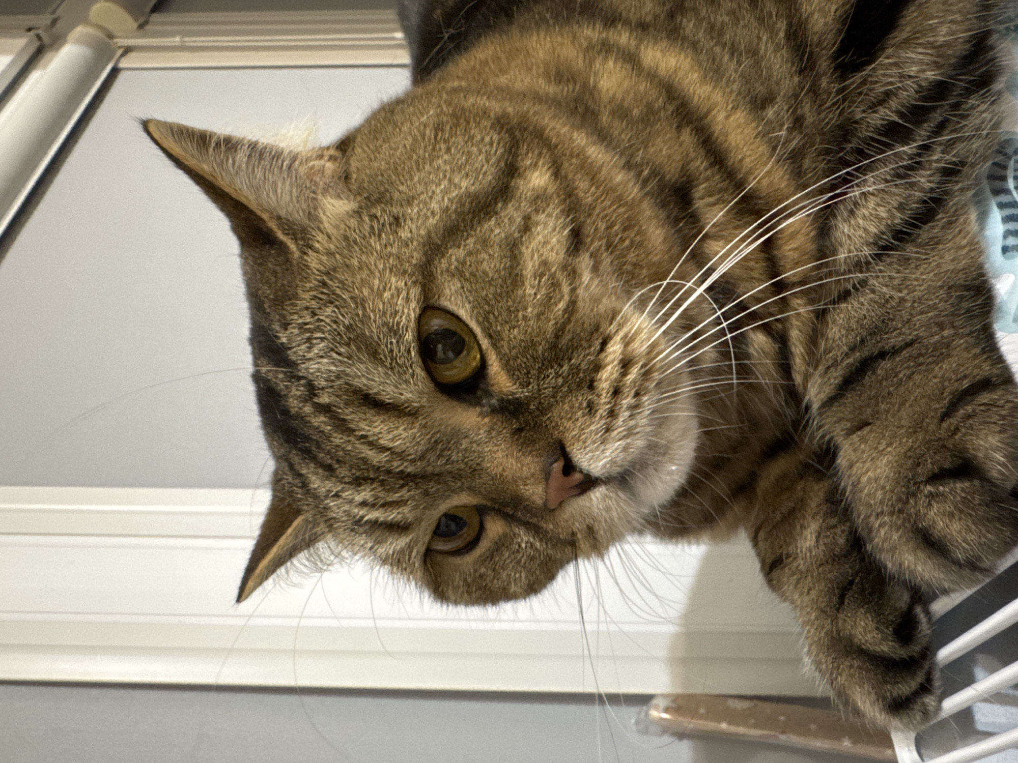 This is a medium close-up shot of a tabby cat's face, with its body angled towards the viewer. The cat has brown and black stripes, prominent white whiskers, and amber eyes. Its ears are alert and pointed upwards. The background is out of focus, featuring vertical white elements that appear to be a door or wall, with a subtle grey texture on the left. The lighting suggests an indoor setting, possibly in an apartment in Mikhaylovsk, Russia. The cat is resting its paws on a white, grated surface, suggesting it might be in a carrier or on a piece of furniture with an open structure.