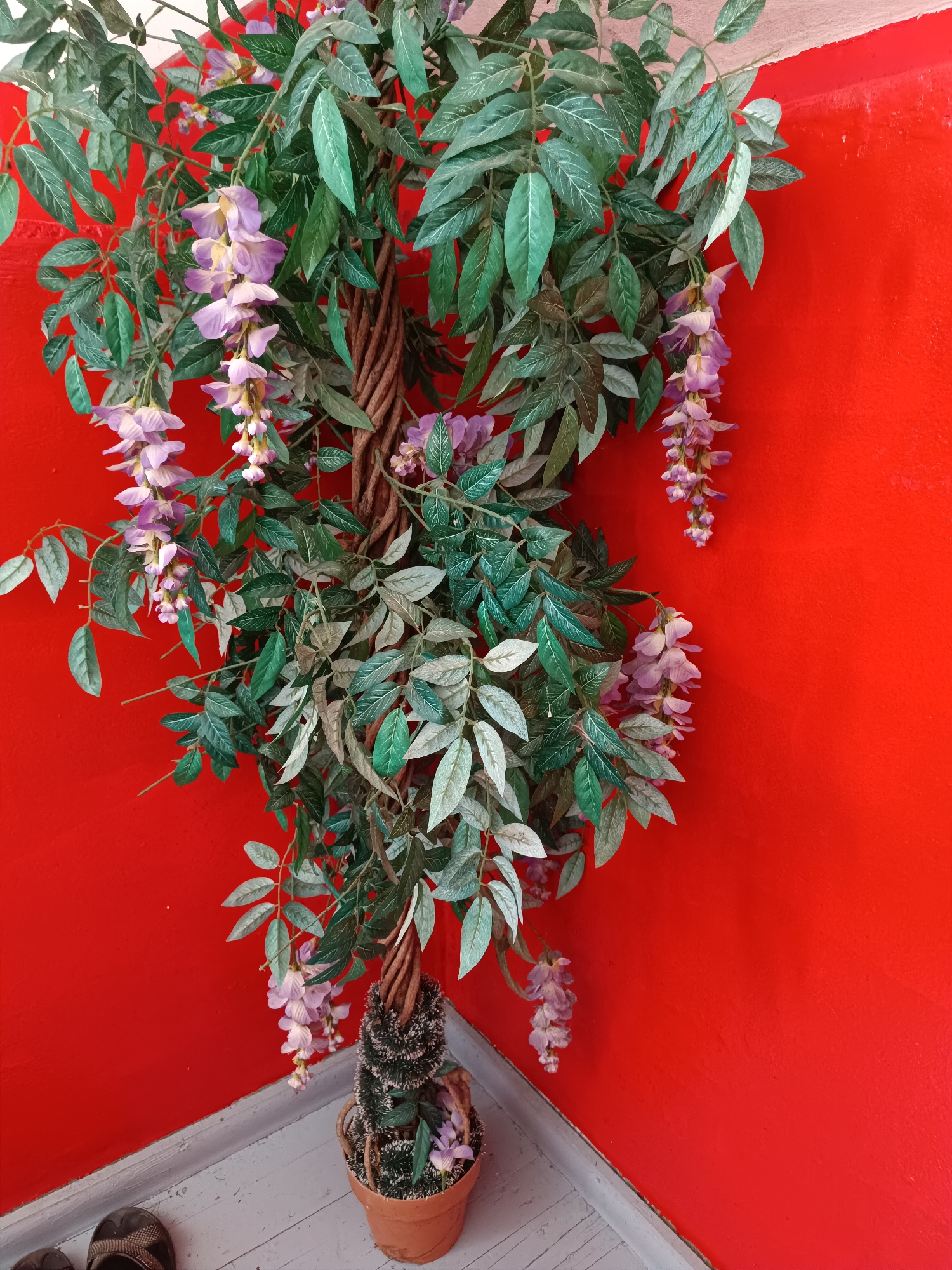 The image displays an indoor corner in Tebras, Latvia, featuring a decorative artificial plant against vibrant red walls. The main subject is a tall plant, likely an artificial wisteria, with a twisted brown trunk. It features abundant green leaves, varying in shade, and numerous hanging clusters of purple and lilac flowers, some with pinkish tips.
The plant is situated in a simple, terracotta-colored pot on the floor. The pot contains additional textured green foliage or decorative elements at the base of the main trunk. The walls forming the corner are painted a striking, uniform red, creating a strong contrast with the plant's natural colors. The floor is composed of light-colored wooden planks, showing some signs of age or wear. A pair of dark-colored sandals or slippers is partially visible on the wooden floor in the bottom left corner of the frame.
There are no people present, and no discernible activity or event is taking place. The scene appears to be a static snapshot of an interior space, likely a decorative arrangement. The lighting is even, without clear indicators of time of day or outdoor weather conditions. There is no visible text in the image.