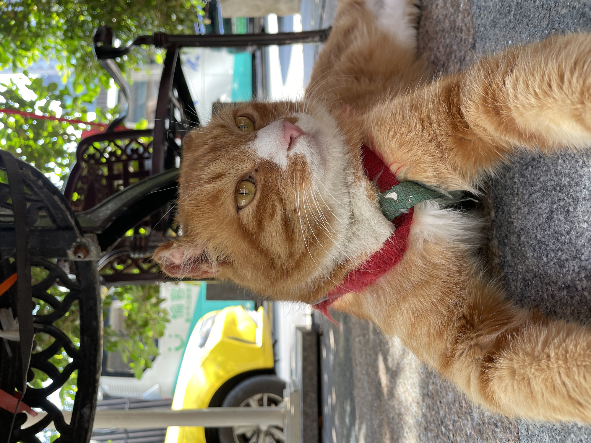 An orange tabby cat with a white chest and pink nose is lying down on a paved surface. The cat is wearing a red harness with a green and white pattern. Behind the cat, a yellow vehicle is parked, and further back, a teal and white bus is visible. The scene appears to be outdoors, possibly on a sidewalk or patio, with shadows suggesting it is daytime. The background includes greenery and a dark metal structure, possibly part of a table or chair. The location is identified as Yuzhong District, China.