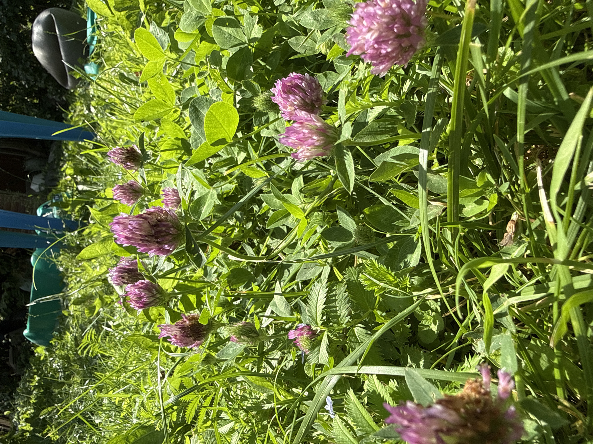 The image shows a close-up view of clover flowers and grass in a garden setting. The flowers are pink and clustered together, with green clover leaves surrounding them. Sunlight is casting shadows on the grass and flowers, indicating a bright day. In the background, out of focus, are some blue and green garden structures. The scene appears to be in a residential area, possibly a backyard or a community garden. The location is specified as Дзержинец-83 Снт, Russia. There are no people or animals visible in the image.