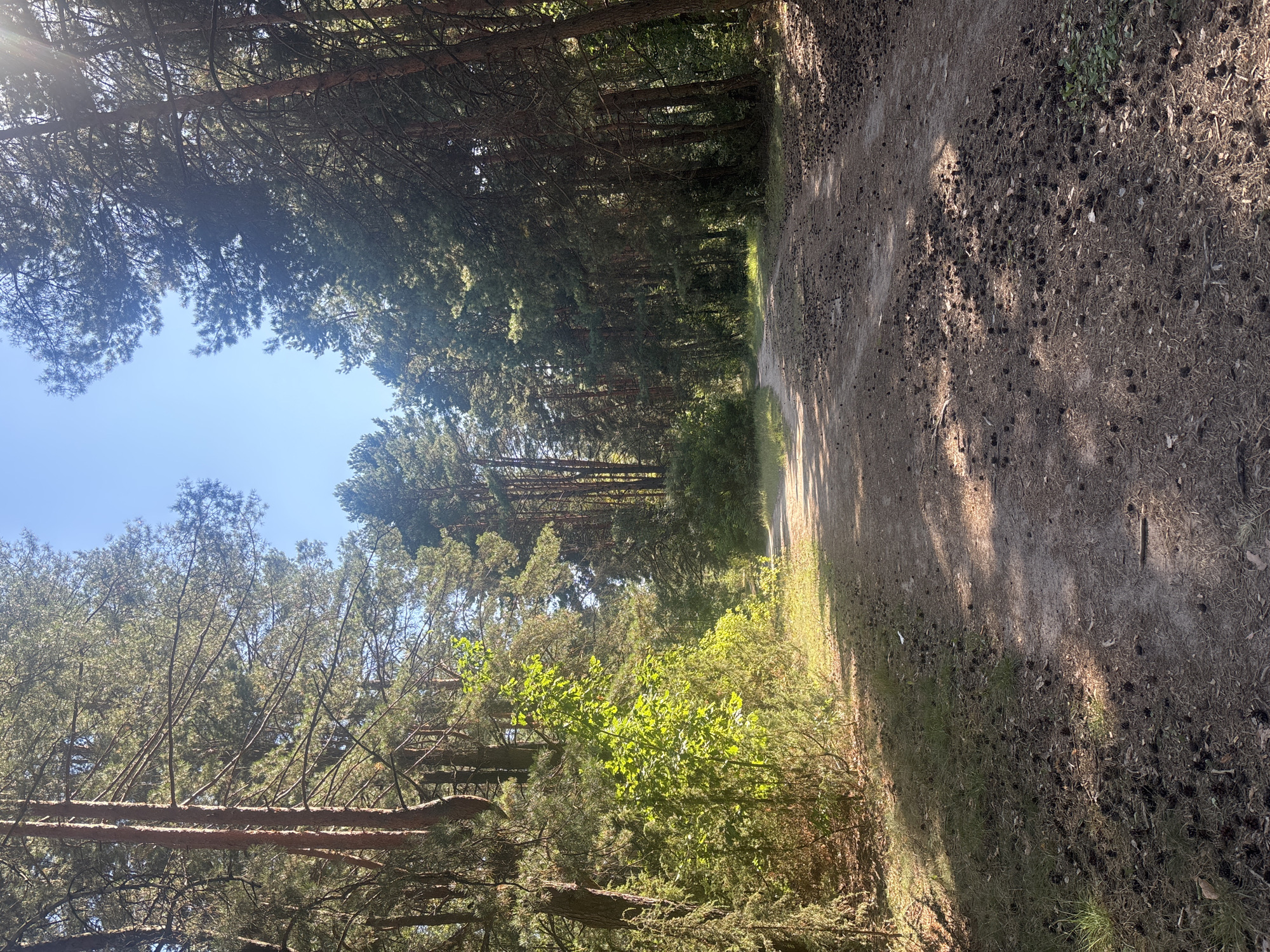 The image shows a dirt road winding through a sun-dappled pine forest. Tall pine trees with reddish-brown bark line both sides of the path, their needles creating a dense canopy overhead. Patches of bright green foliage, likely undergrowth or younger trees, are visible on the left side of the road, illuminated by sunlight filtering through the trees. The road itself is covered in a mixture of dirt, pine needles, and scattered pine cones. Shadows from the trees are cast across the path, creating a mosaic of light and dark. The sky above is a clear, bright blue. The scene depicts a natural, outdoor environment, characteristic of a park or forested area. Given the context, this scene could be located in the vicinity of Salihorsk, Belarus, a city known for its extensive surrounding forests and natural landscapes. No people or man-made structures are immediately visible in the frame.