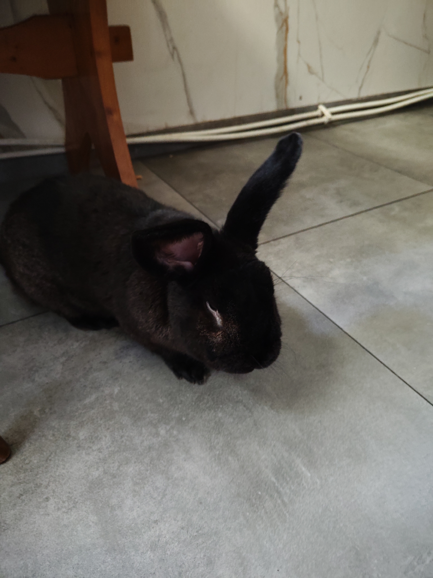 A black rabbit is lying on a tiled floor next to a wooden table leg. The rabbit's left ear is perked up. The floor is light gray with darker grout lines. The background wall is tiled with a marble-like pattern. There are two white cables running along the base of the wall, tied together in the center. The lighting suggests an indoor environment. There is no visible indication of the city of Dobiegniew, Poland, in the image.