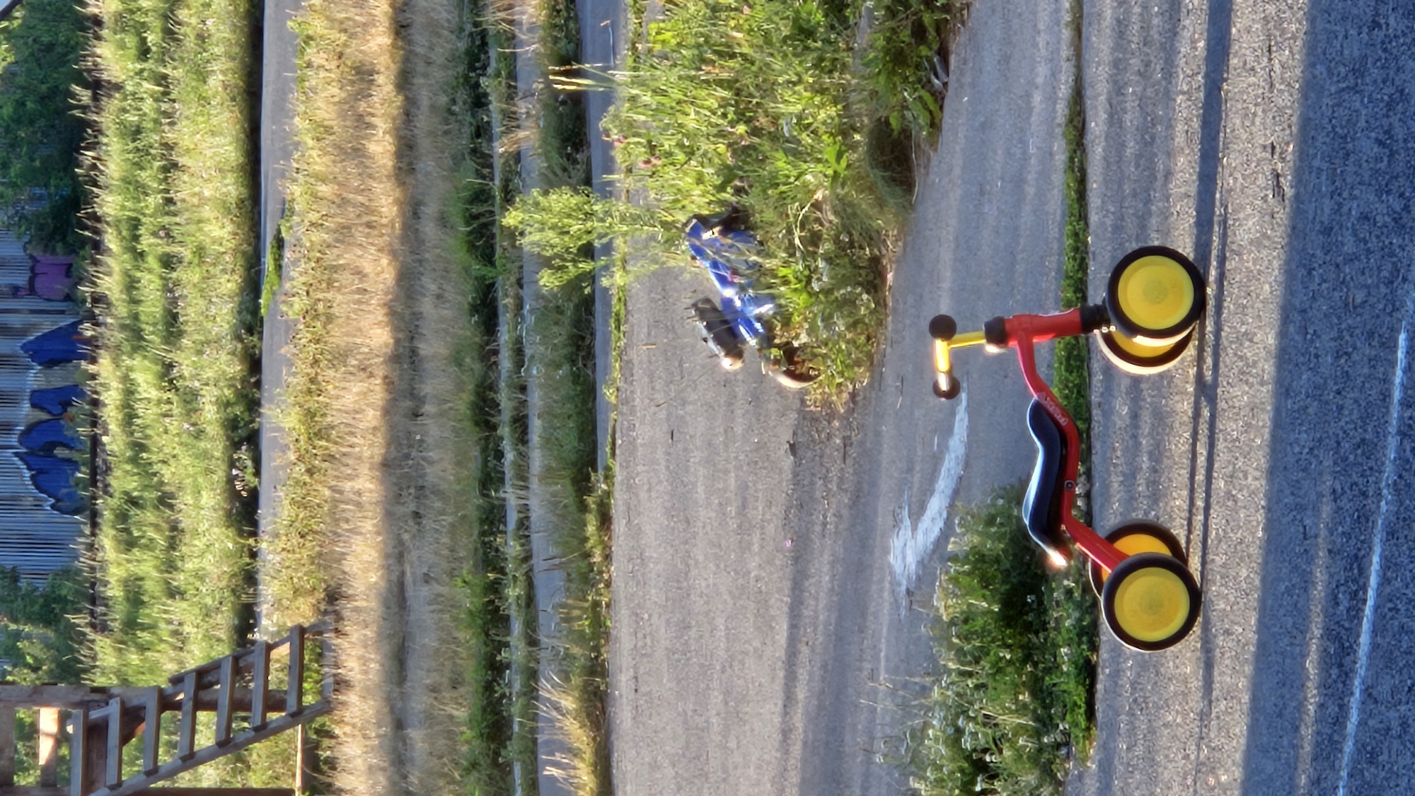 In Prešov, Slovakia, an outdoor scene depicts a red and black Puky balance bike with yellow wheels positioned on an asphalt surface. To the right and slightly behind the balance bike, a blue ride-on toy, possibly a small scooter or a toy motorcycle, lies on its side amidst overgrown green grass and weeds. In the background, a wooden structure with stairs, resembling part of a playground set, is visible on the left. Beyond that, a metal fence adorned with graffiti in blue, purple, and black streaks spans the upper portion of the frame. The environment suggests an unkempt or abandoned area, possibly a park or a forgotten playground, with dry grass and weeds intermingled with the asphalt. The lighting indicates it is daytime, likely late afternoon or early evening due to the long shadows and warm tones. No people are present in the image.