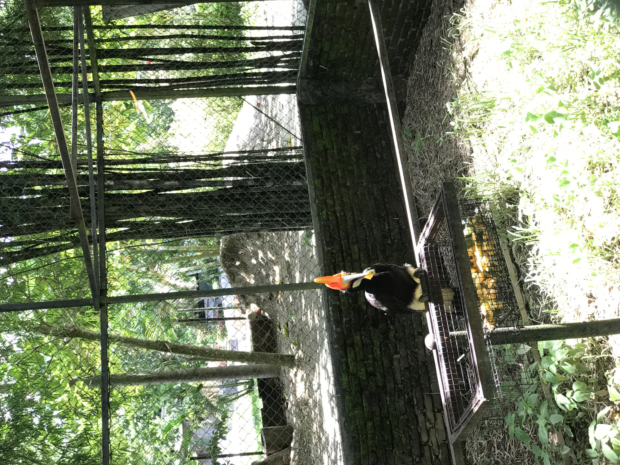 The image depicts a rufous hornbill perched within an enclosure. The bird is primarily black and white, with a prominent orange and yellow beak. The enclosure is constructed of metal bars and mesh, likely within a zoo or wildlife park. Outside the enclosure, there is vegetation, including bamboo and grass. The location is identified as Unknown, Indonesia, based on the image location details.