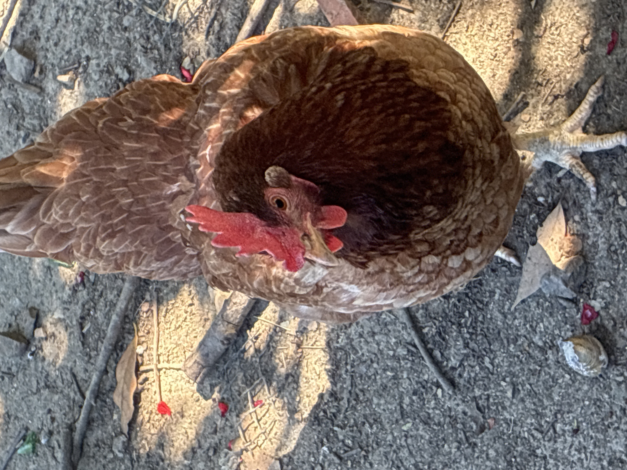An overhead shot captures a brown chicken resting peacefully on the ground in Sochi, Russia. The chicken, likely a hen, is curled up with its body forming a compact shape, suggesting it is either nesting, brooding, or simply relaxing. Its head, featuring a bright red comb and matching wattles, is visible, partially tucked into its darker brown neck feathers. The body is covered in a mix of mottled dark and lighter brown feathers, each with distinct darker edges, creating a textured pattern. One pale, scaly leg with visible claws extends to the right side of the frame.
The chicken is situated on a natural ground surface, which appears to be a mix of dirt and small gravel or grit. Scattered across the ground are small, dry leaves, thin twigs, and several vivid red fragments that resemble flower petals or small berries. The lighting suggests a clear, sunny day with a low sun angle, possibly early morning or late afternoon, as evidenced by the distinct, elongated shadows cast by unseen objects and the chicken itself. The light falls warmly on parts of the chicken's feathers and the ground. The overall impression is one of tranquility and natural repose in an outdoor setting. There is no visible text in the image.