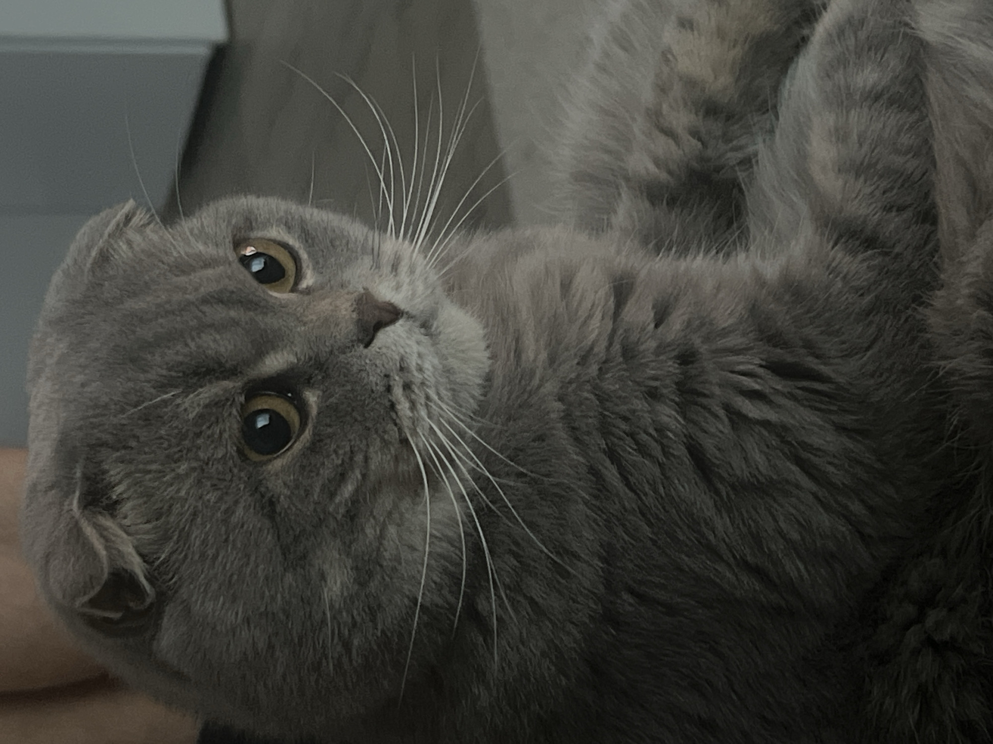 A Scottish Fold cat with grey fur and yellow eyes is captured in a close-up shot. The cat's ears are folded forward, characteristic of the breed. Its gaze is directed to the right, with bright, alert eyes. The background is softly blurred, showing a hint of a room's interior with muted tones of grey and beige, suggesting it is indoors. The lighting is dim, emphasizing the cat's features and creating a slightly moody atmosphere. The cat appears to be resting or observing something outside the frame, with its body partially visible and its luxurious fur textured and soft. The image does not depict any elements that would allow for identification of its location within Votkinsk, Russia.