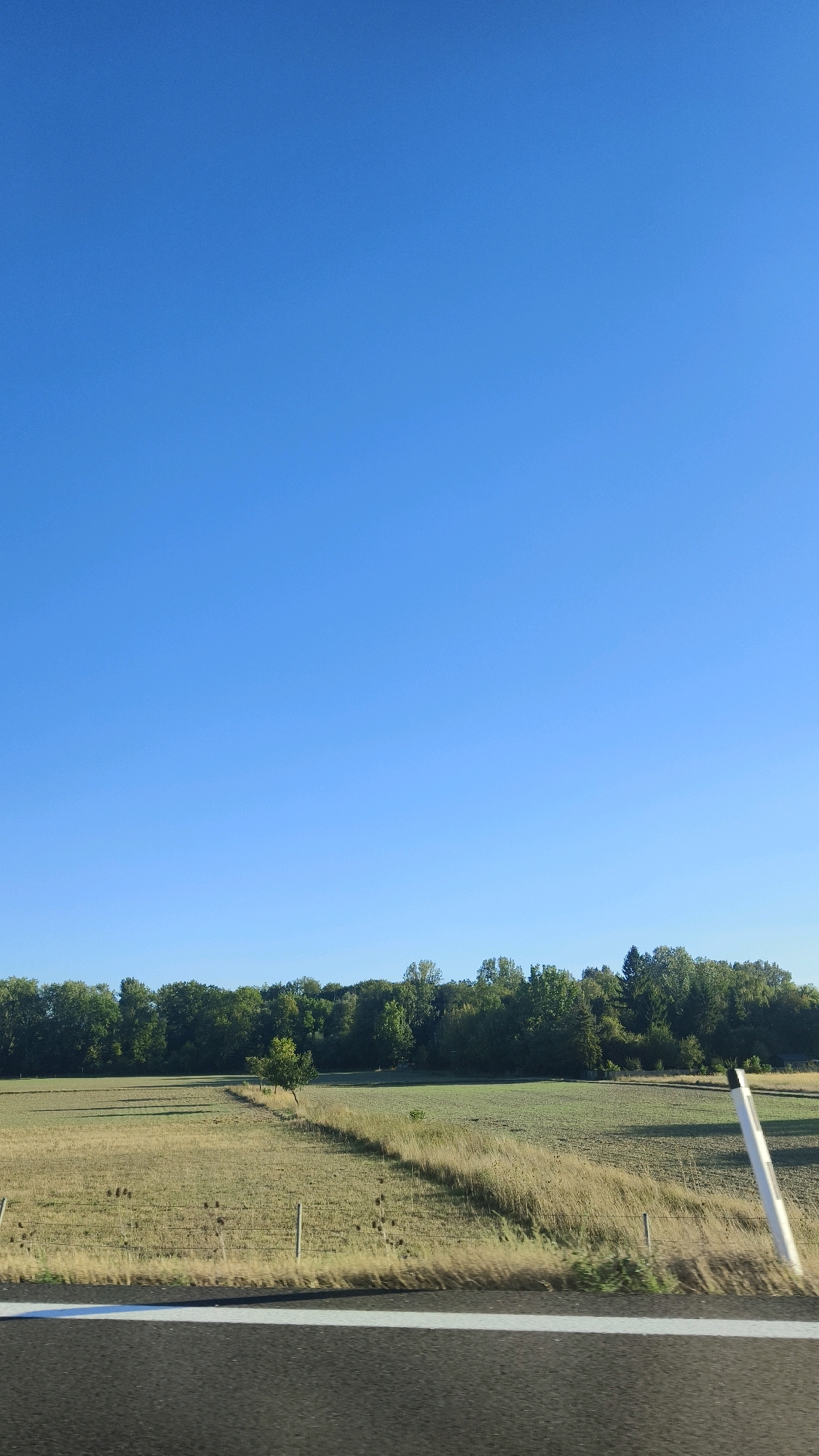 The image depicts a rural landscape under a clear blue sky. In the foreground, a dark asphalt surface with a white line, likely a road or highway, stretches horizontally. Beyond this, a wire fence divides a field of dry, yellowish-brown grass from a lighter green, cultivated field. The cultivated field extends towards a dense line of trees forming a backdrop. A single, small tree stands in the middle of the field, casting a shadow. A white post with a black stripe is visible on the right side of the frame. The scene appears to be an outdoor environment with agricultural land and a treeline, suggesting a location outside of a dense urban area. The time of day appears to be morning or late afternoon due to the shadows cast. No people or animals are present in the image.