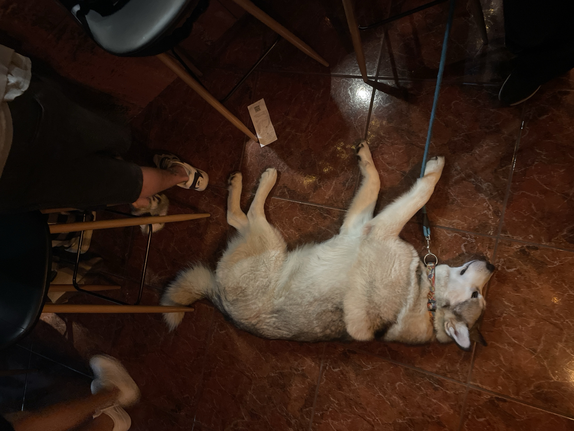 A grey and white Husky-type dog lies on its back on a dark red tiled floor. It wears a patterned collar with a metal ring attached to a blue leash. The dog is positioned among several wooden chair legs and two people's legs are visible. One person wears white sneakers, the other dark shoes. A receipt lies on the floor near the dog. The location is inferred to be in a public area, possibly a restaurant or bar, in Budva, Montenegro.