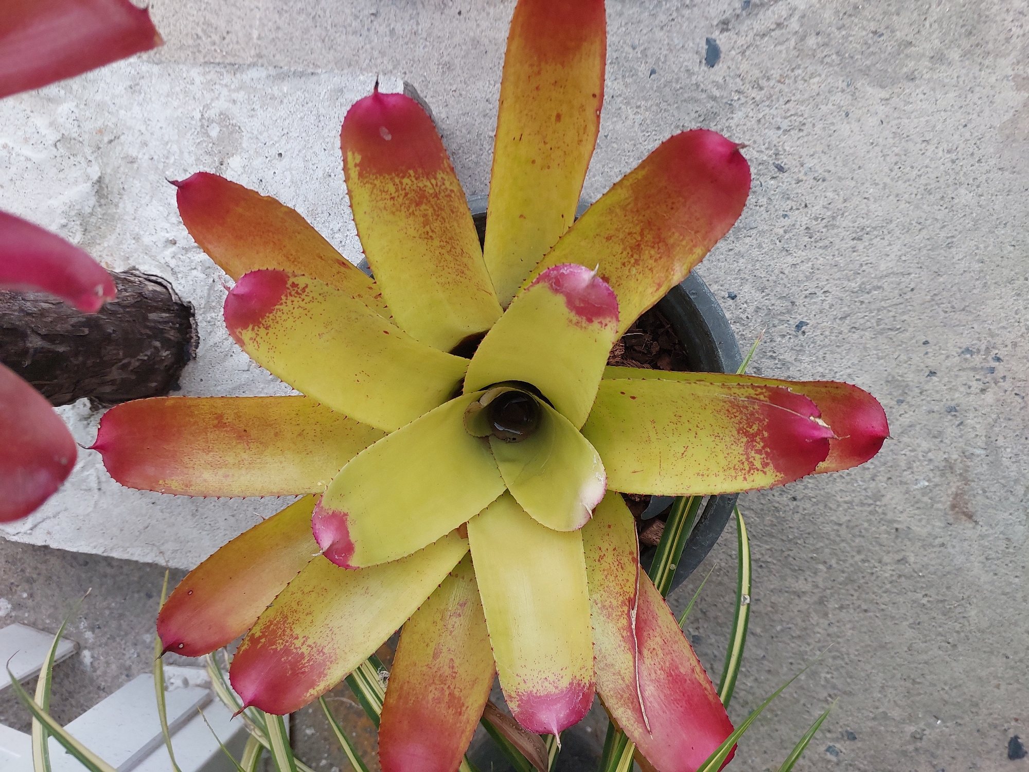 This media file features a close-up, top-down view of a bromeliad plant in a pot, set against a concrete background. The bromeliad has broad, strap-like leaves that are primarily yellow-green, with striking pink to reddish tips and speckles of red across the leaves. The leaves are arranged in a rosette pattern, forming a central cup where a small amount of water is visible. The plant appears healthy and vibrant, suggesting it is well-maintained.
The setting is outdoors, with the concrete surface implying a patio, walkway, or paved area. The lighting suggests it is daytime, likely bright, as indicated by the clear visibility and lack of strong shadows. In the background, a dark, rough-textured piece of wood or bark is partially visible on the left, and thin, striped green and white foliage from another plant peeks out from the bottom and right of the frame, hinting at a garden or cultivated environment. The overall atmosphere is natural and serene, focusing on the plant's intricate details and coloration. There is no visible text in the image. The location context provided is Baan Mae Nam, Thailand.