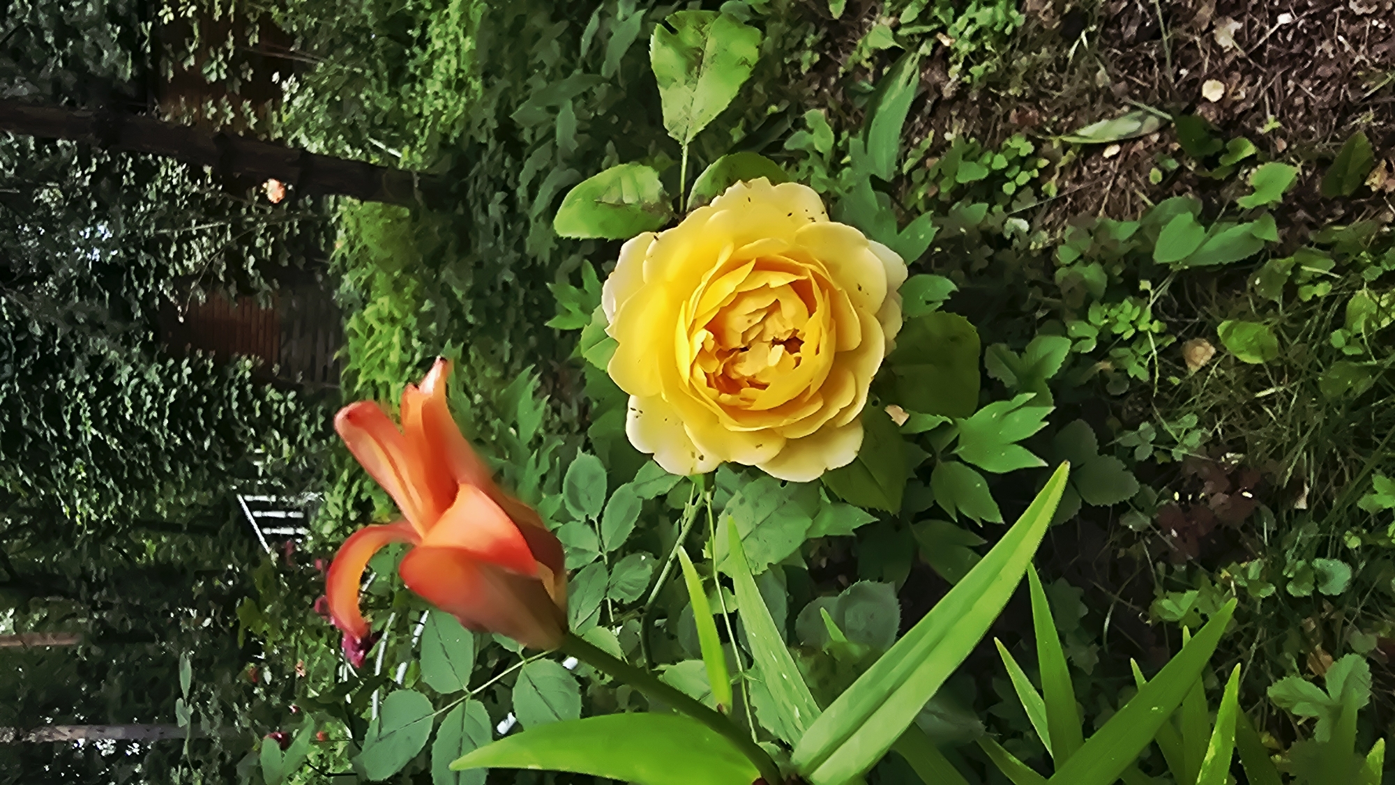 A yellow rose is in full bloom in the foreground, with a partially opened orange lily to its left. The background is filled with lush green foliage, suggesting a garden setting. A hint of a white railing and a brick structure are visible through the dense greenery, suggesting a home or building is nearby. The overall impression is one of a vibrant, natural scene within a residential area. The specific location in Il'inskiy, Russia, is not explicitly discernible from the image itself, but the description of the environment indicates a temperate climate.