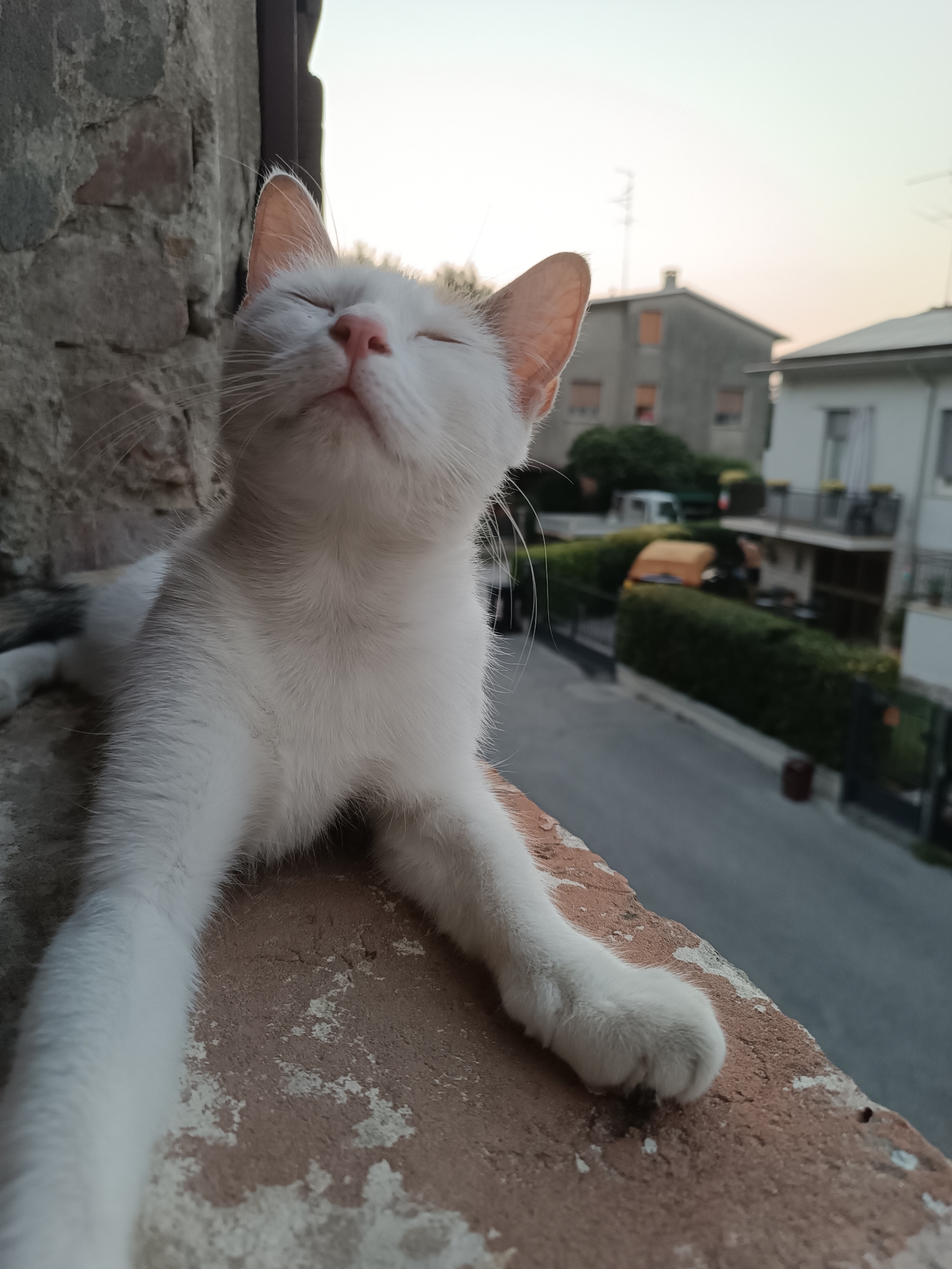 A white cat with patches of grey and orange is lying on a ledge. Its eyes are closed, and its head is tilted upwards, as if enjoying the warm sunlight. In the background, houses and a street are visible, suggesting an urban setting. The sky is clear, indicating it's daytime. The cat is positioned in the foreground, dominating the frame.