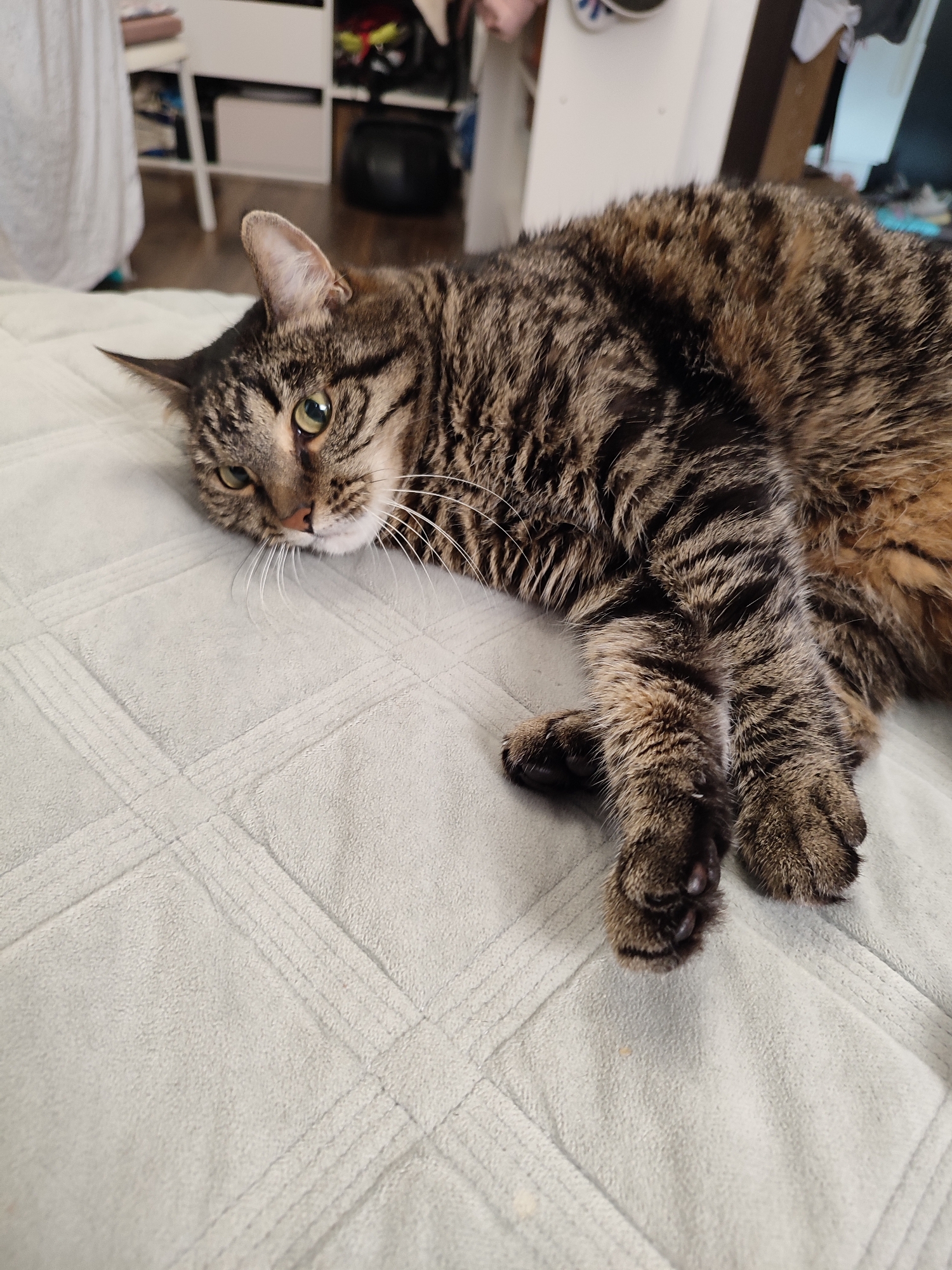 An adult tabby cat lies on its side on a light gray, textured blanket. The cat is facing the camera, with its head resting on its paws. Its eyes are partially closed, and its mouth is slightly open. The cat's fur is a mix of brown and black stripes. The background is blurry, but it appears to be a room with furniture and shelves. The image was taken indoors.