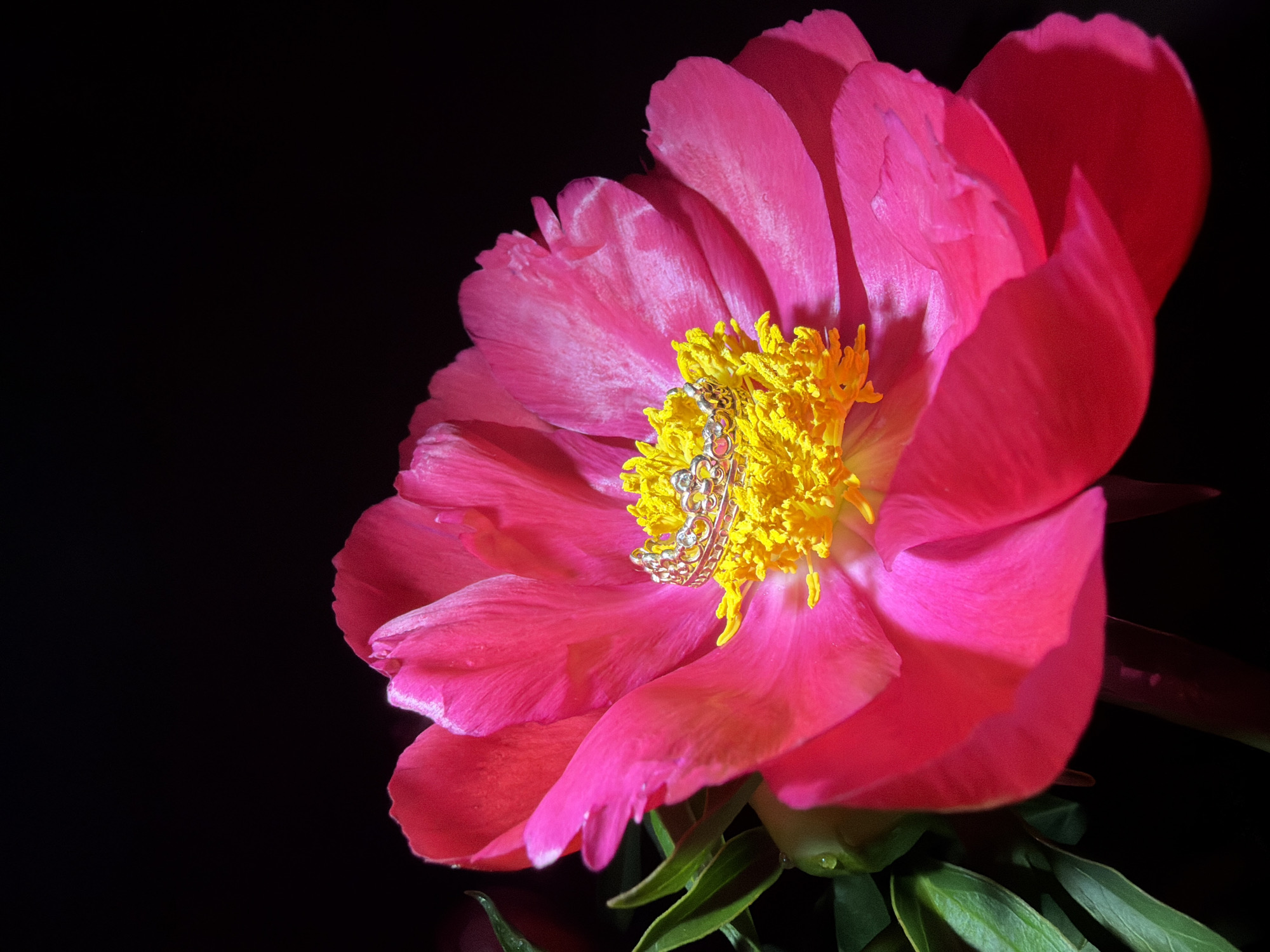 This close-up image features a vibrant pink peony flower set against a dark, black background. The flower dominates the right and lower-middle portions of the frame. Its broad, delicate petals display a rich fuchsia hue, with visible textures and lighter accents due to the lighting. At the heart of the peony, nestled amidst its bright yellow stamens, is a small, silver-colored ring. The ring appears intricately designed, possibly in the shape of a miniature crown or tiara, and reflects light subtly. Green leaves are visible at the bottom edge of the flower, adding a contrasting touch of color. The deep black background effectively isolates the flower and ring, emphasizing their details and vivid colors. The lighting illuminates the flower and ring from an unseen source, creating a sense of drama and elegance. No activity or people are depicted. There is no discernible time of day, weather, or visible text within the image itself. The scene is a still life composition, set in Chaikovsky, Russia.